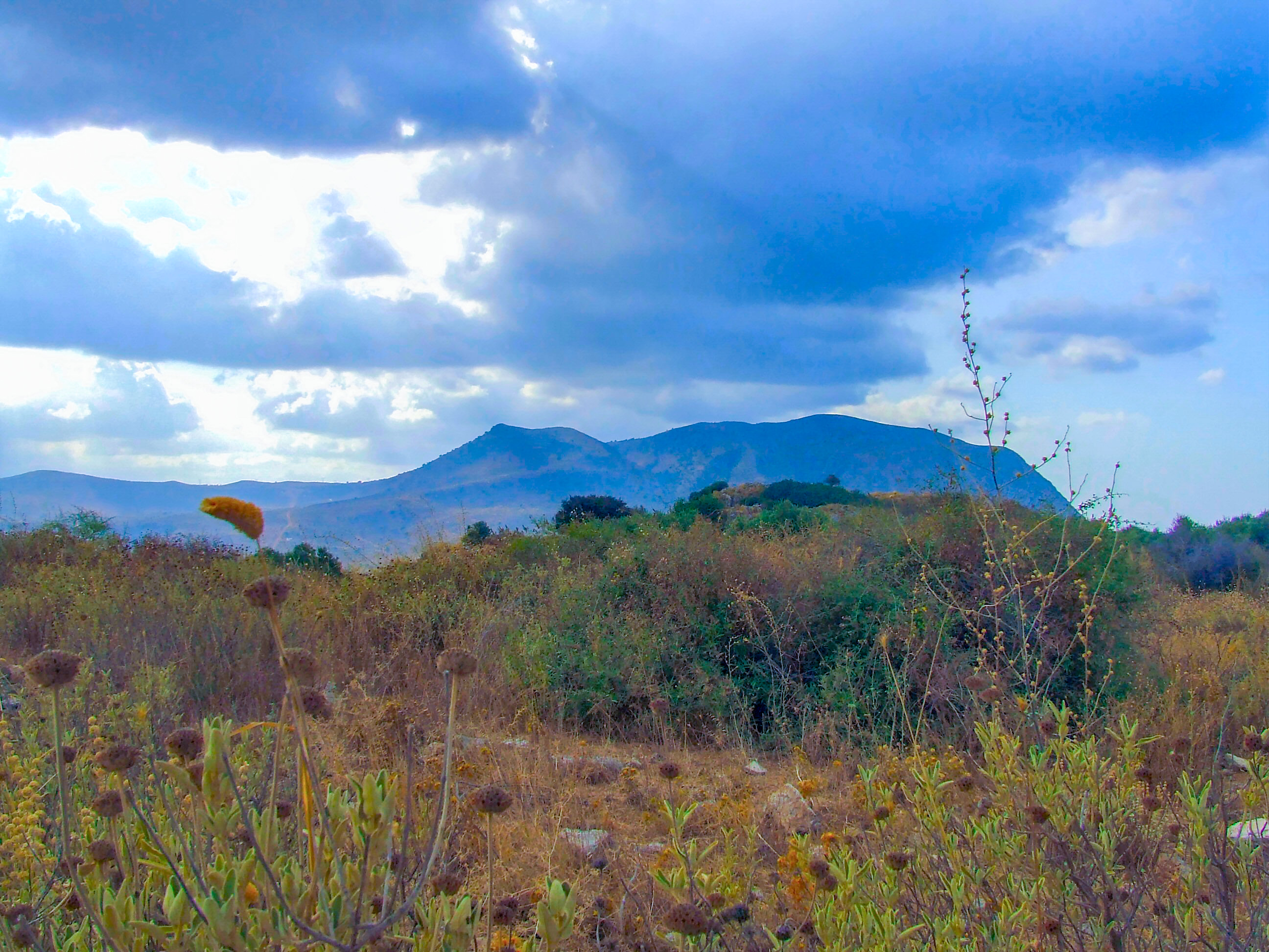 landscape with a field of dried plants and wildflowers