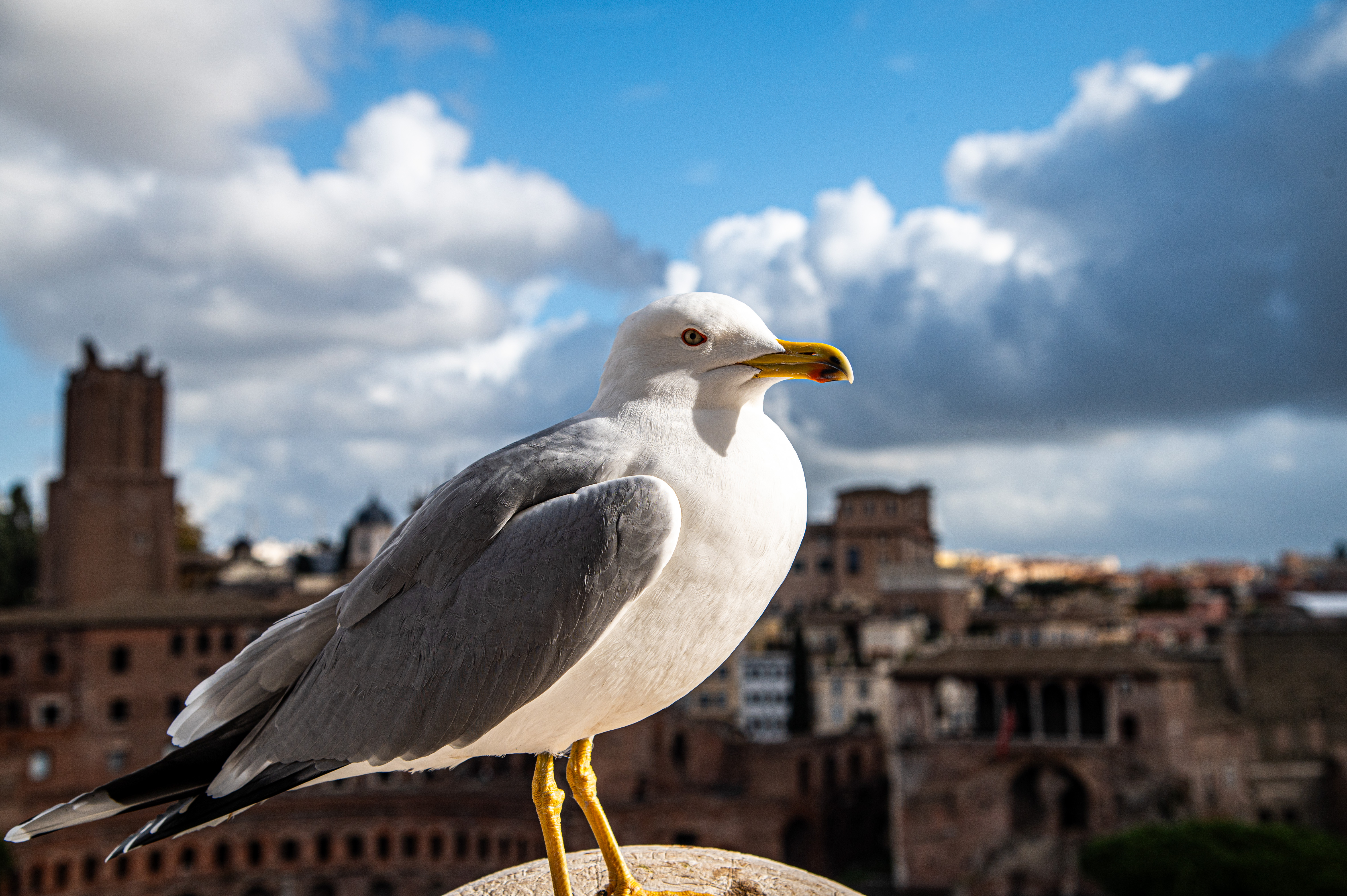 Inside the Risorgimento