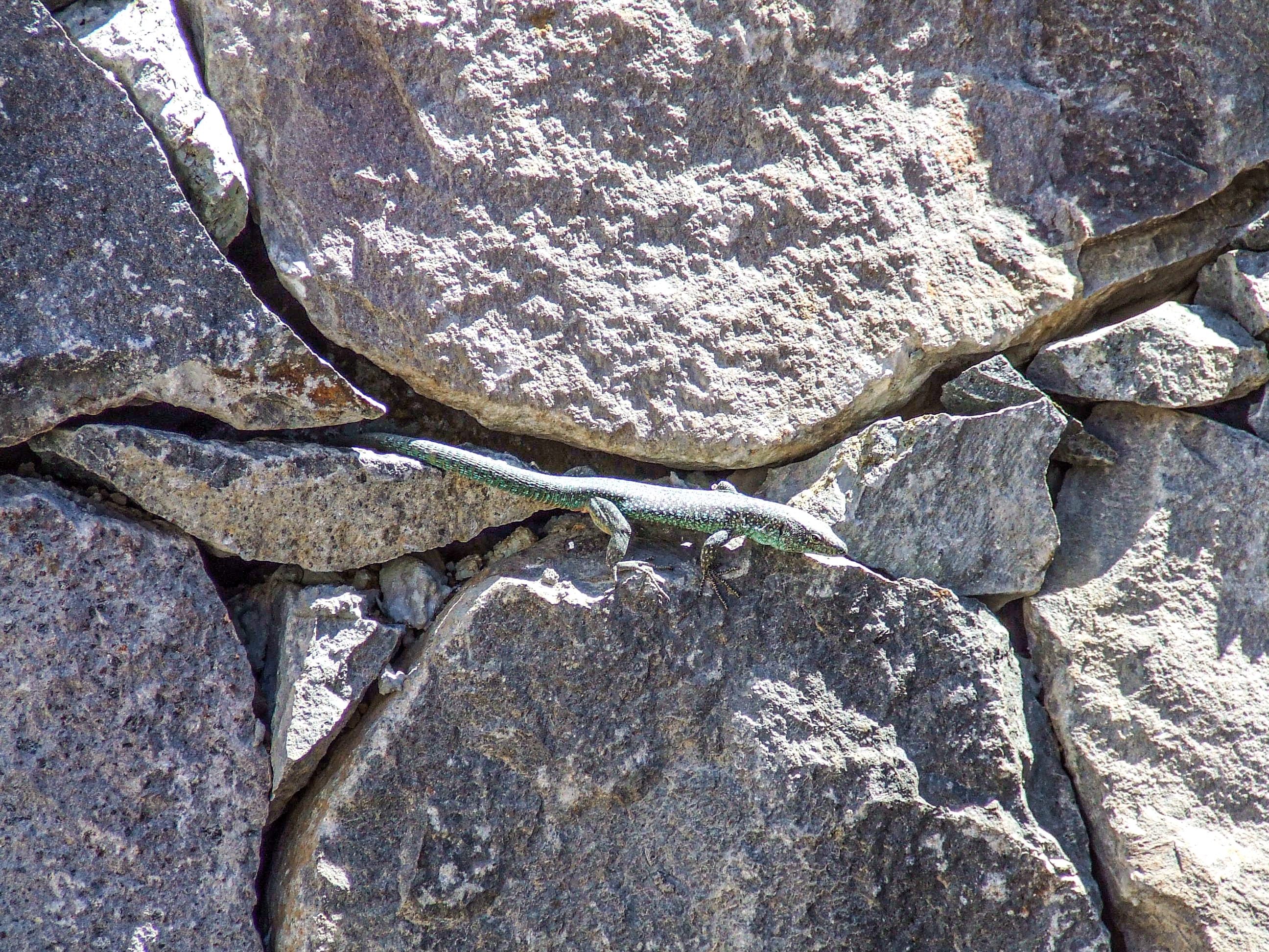 lizard resting on a rock surface