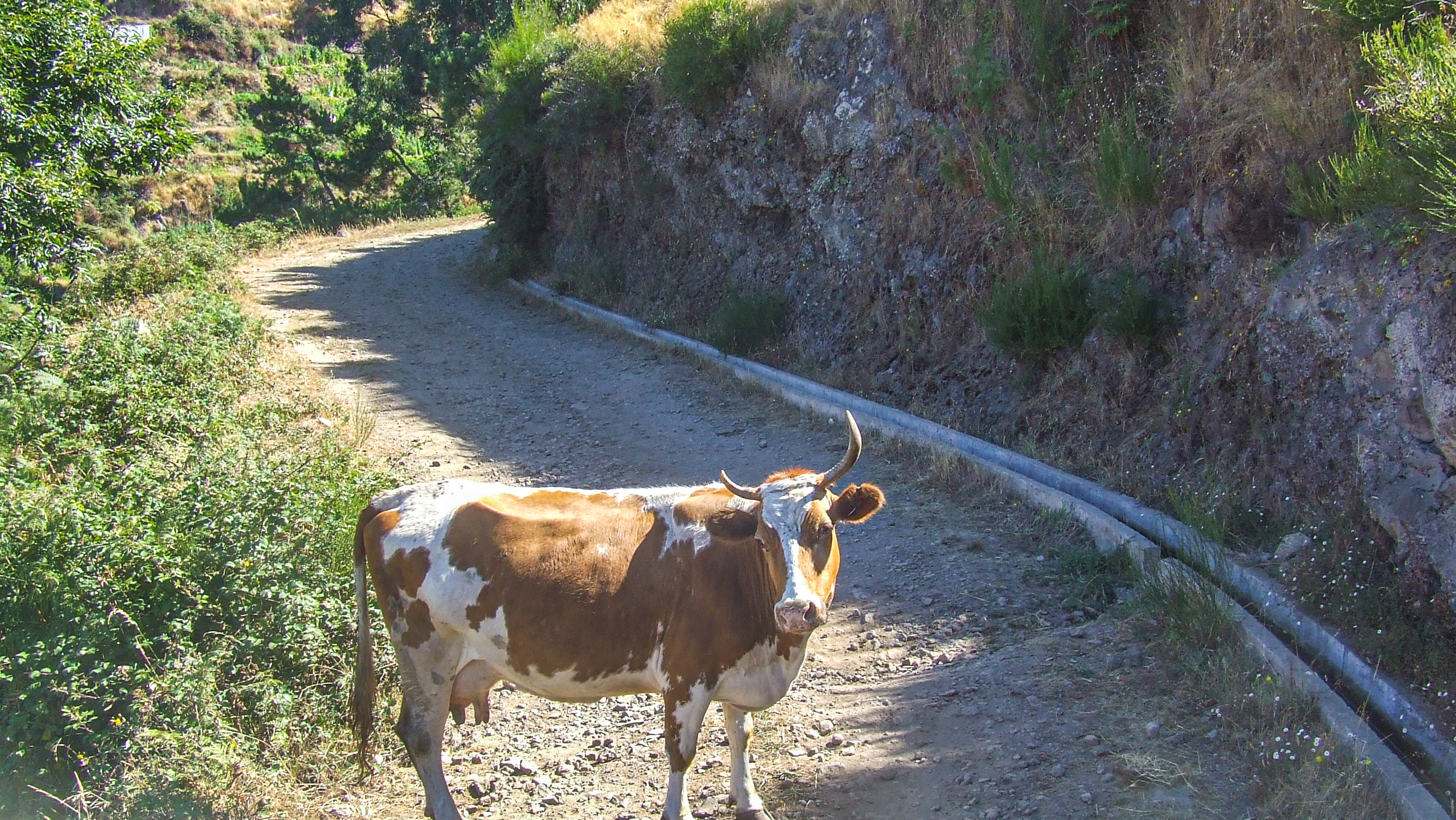 a cow standing on a dirt path