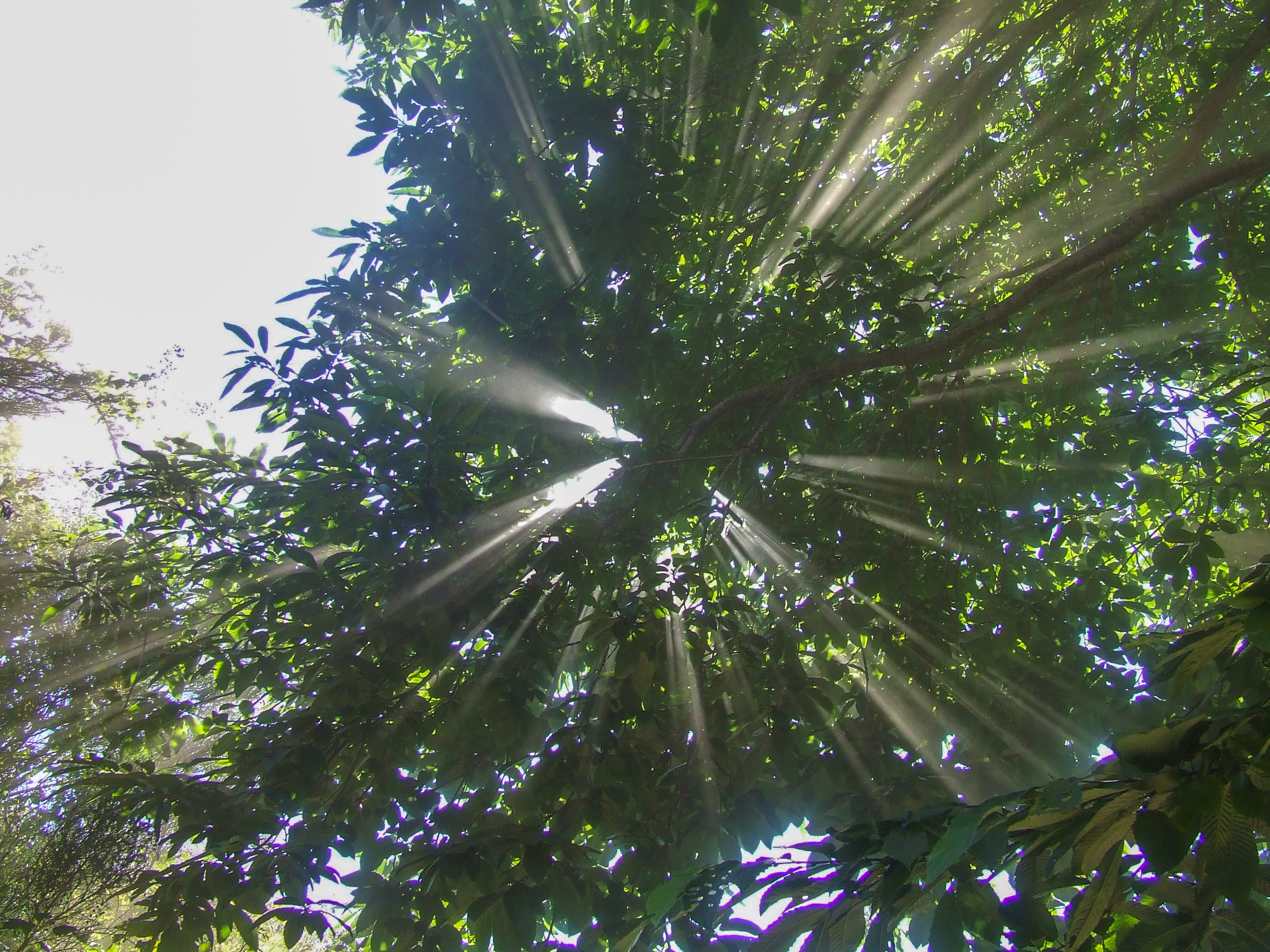 a dense canopy of green leaves with sunlight filtering through the foliage