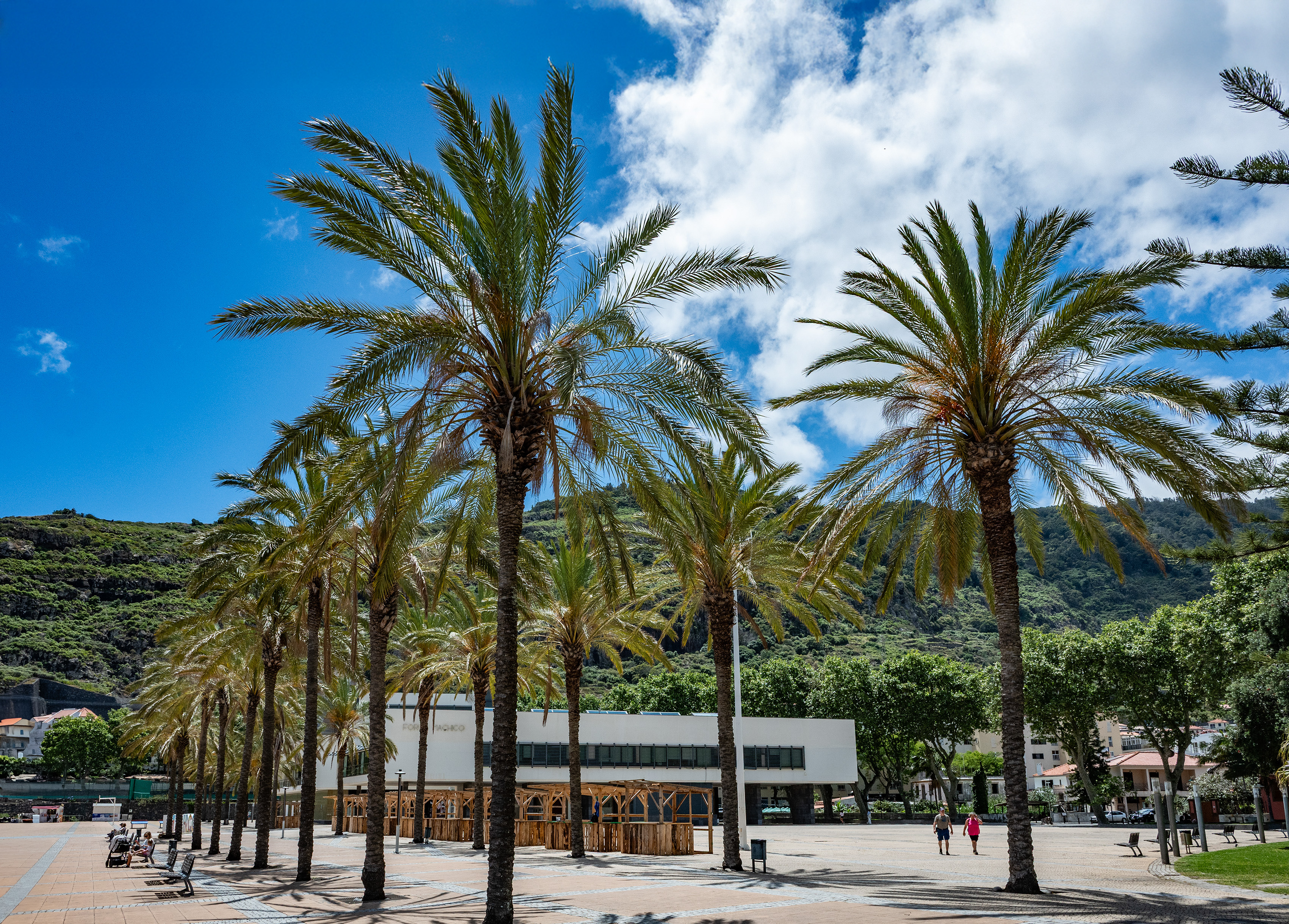 outdoor scene with a row of tall palm trees in the foreground