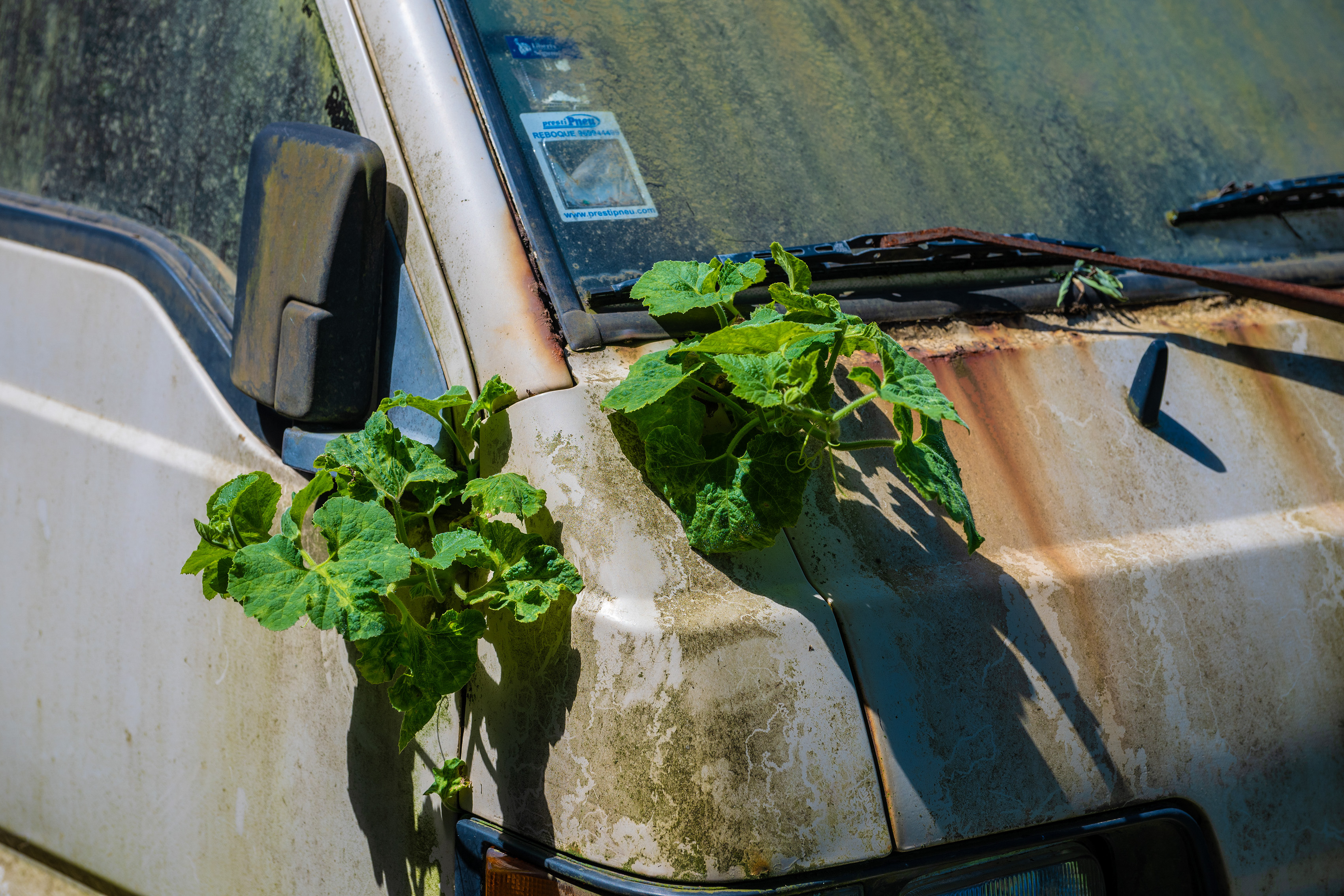 The plants appear to be thriving despite the car's dilapidated state