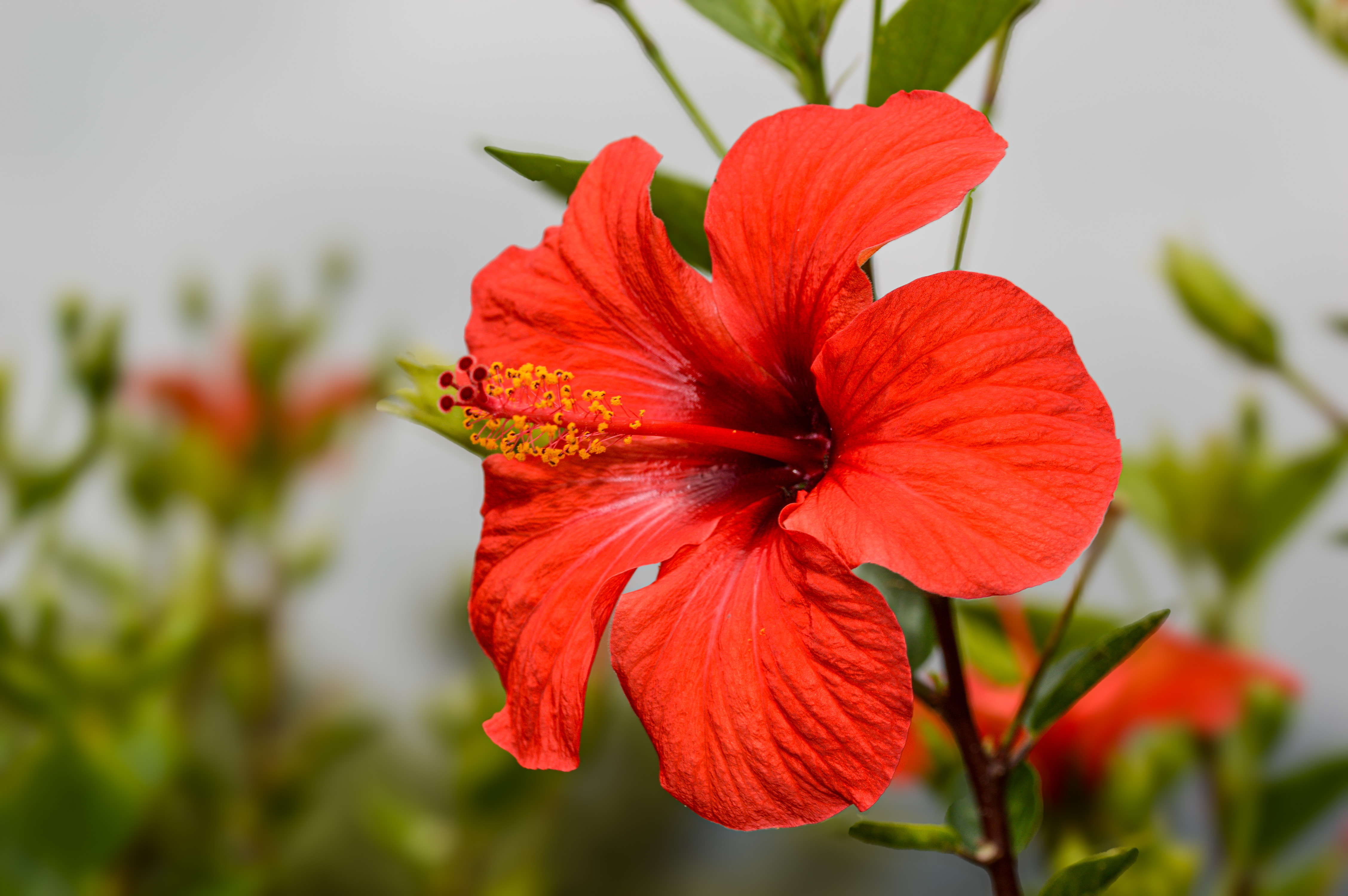 red hibiscus flower in full bloom