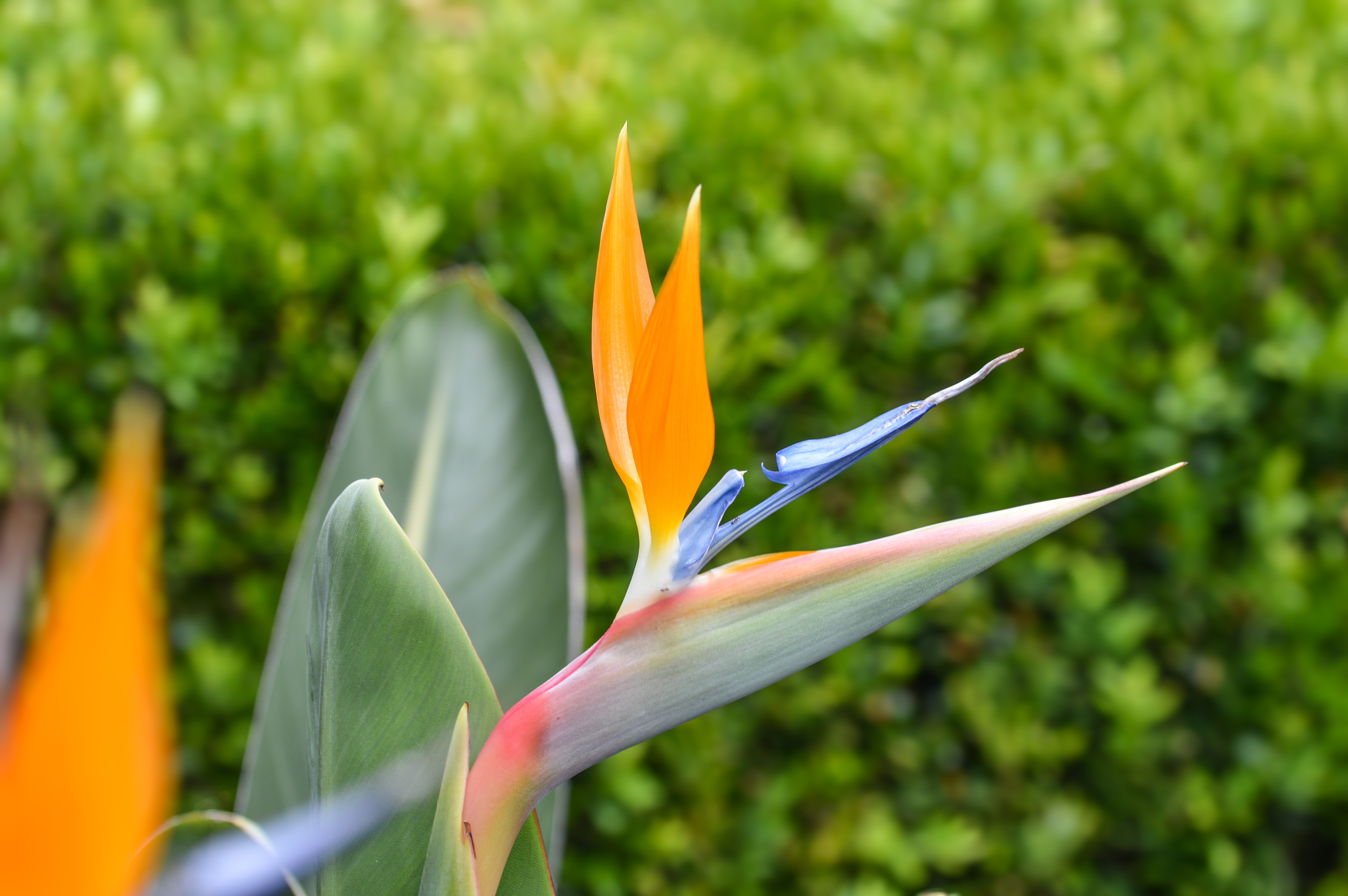 Bird of Paradise flower (Strelitzia)