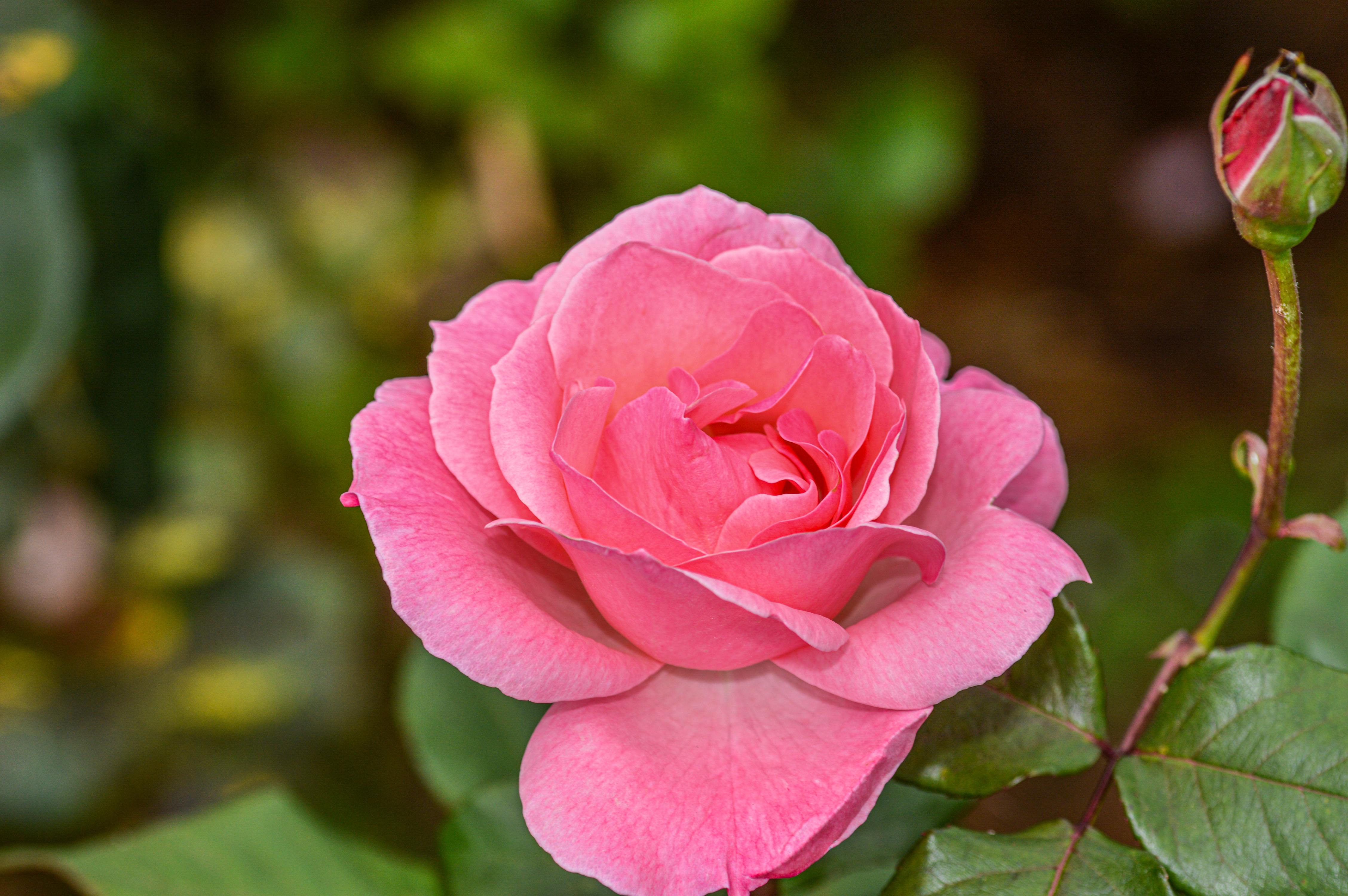 a close-up of a pink rose in full bloom