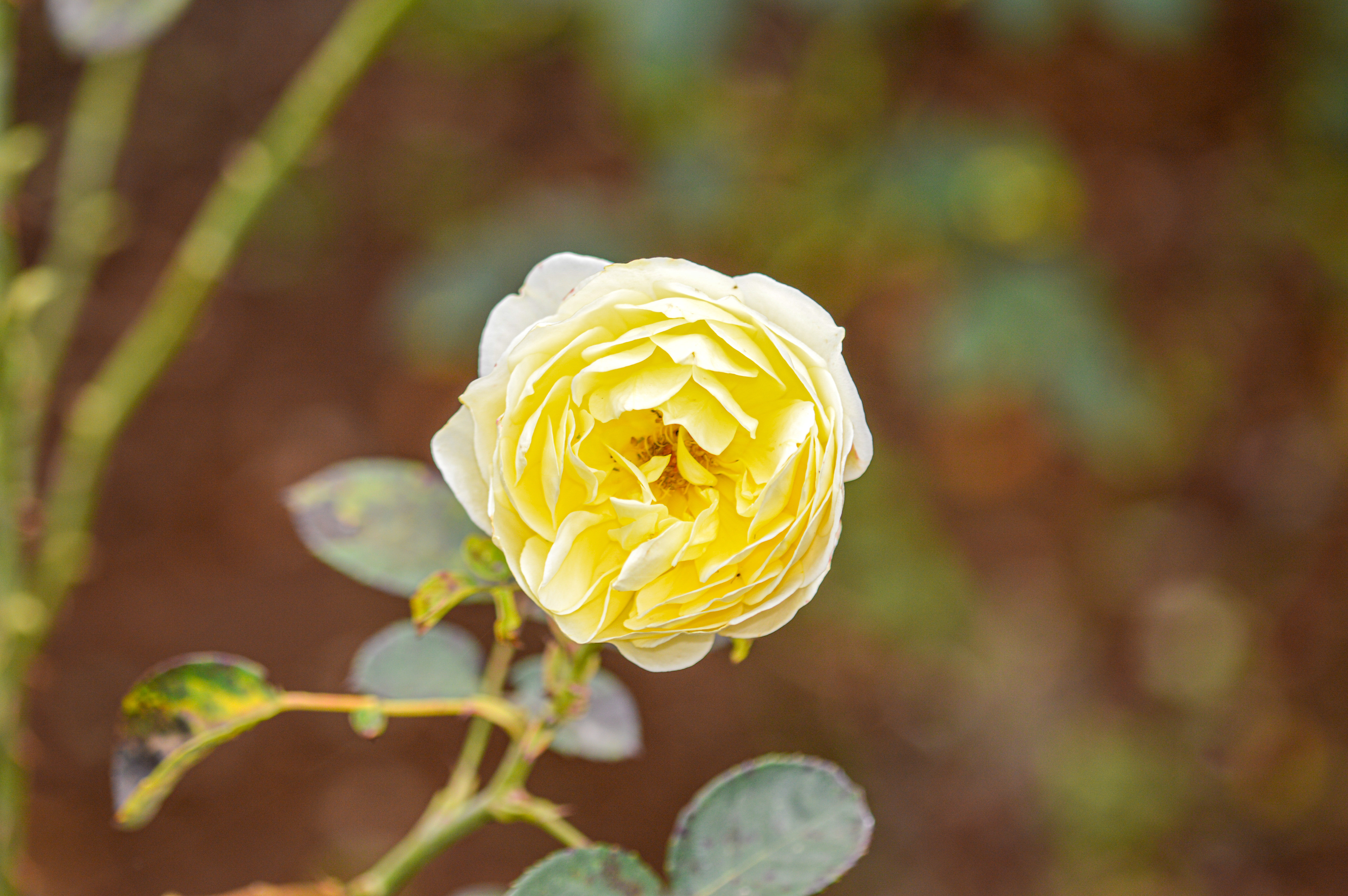 yellow rose in full bloom