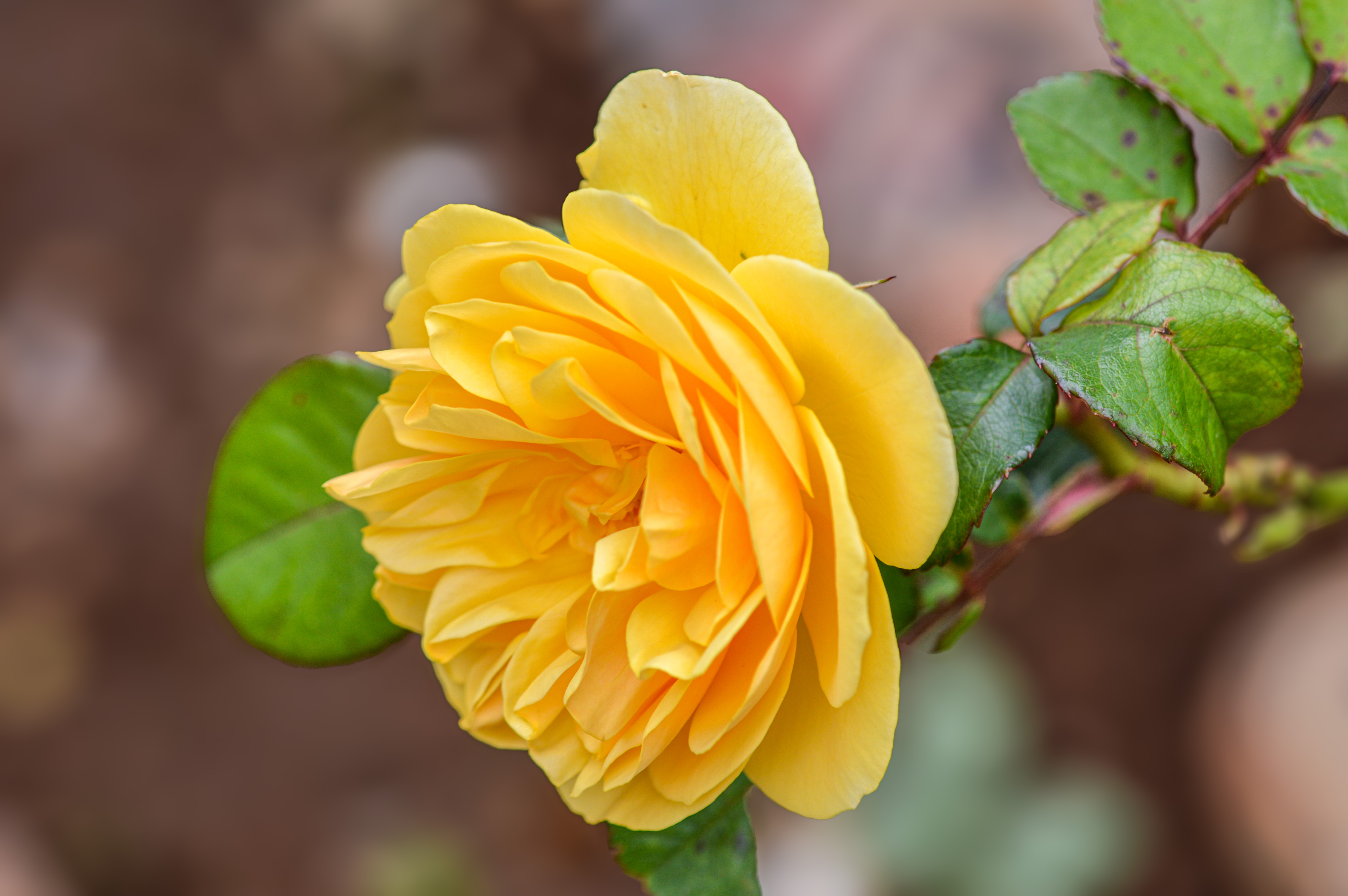 yellow rose in full bloom