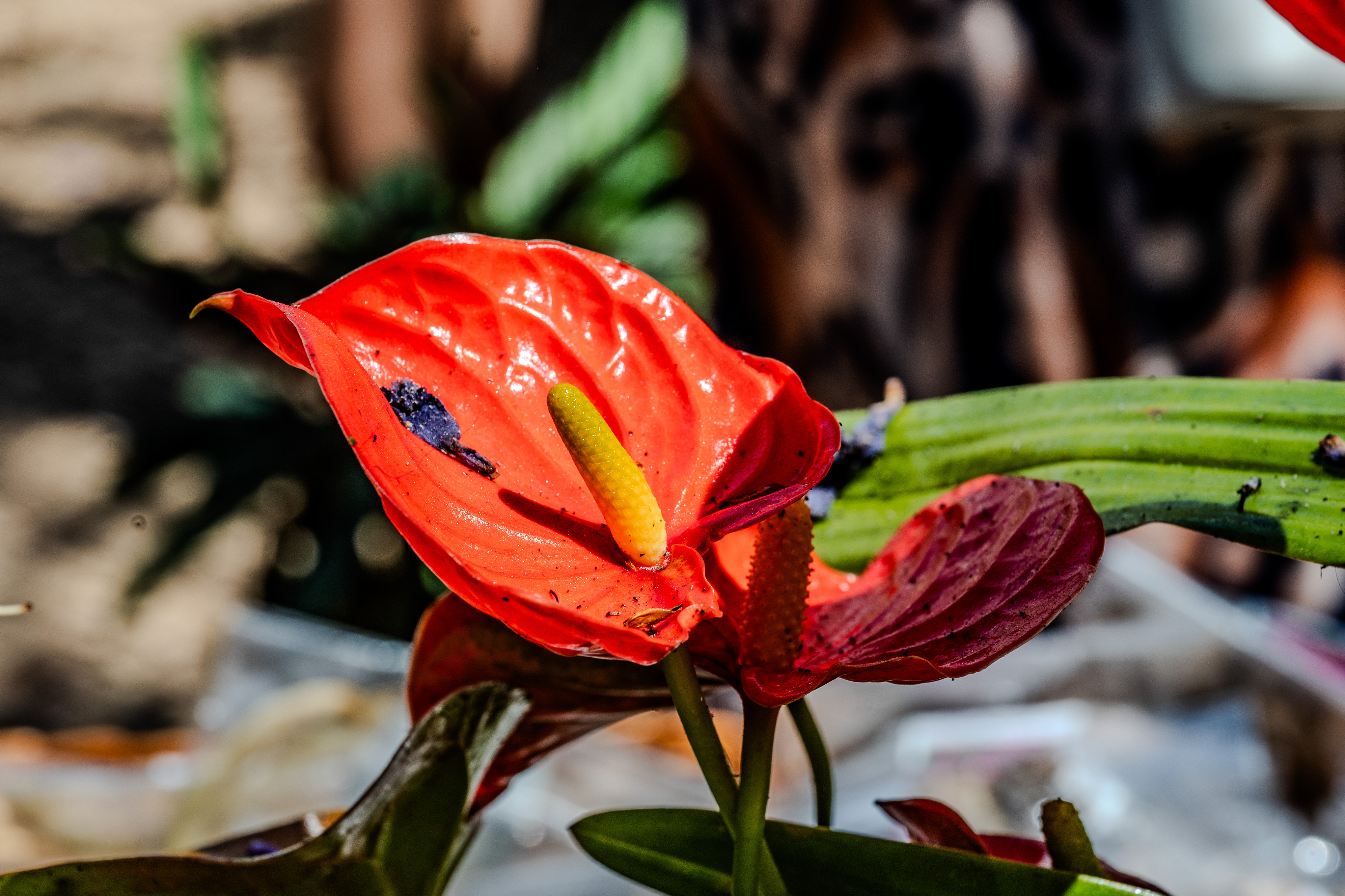 vibrant red Anthurium flower