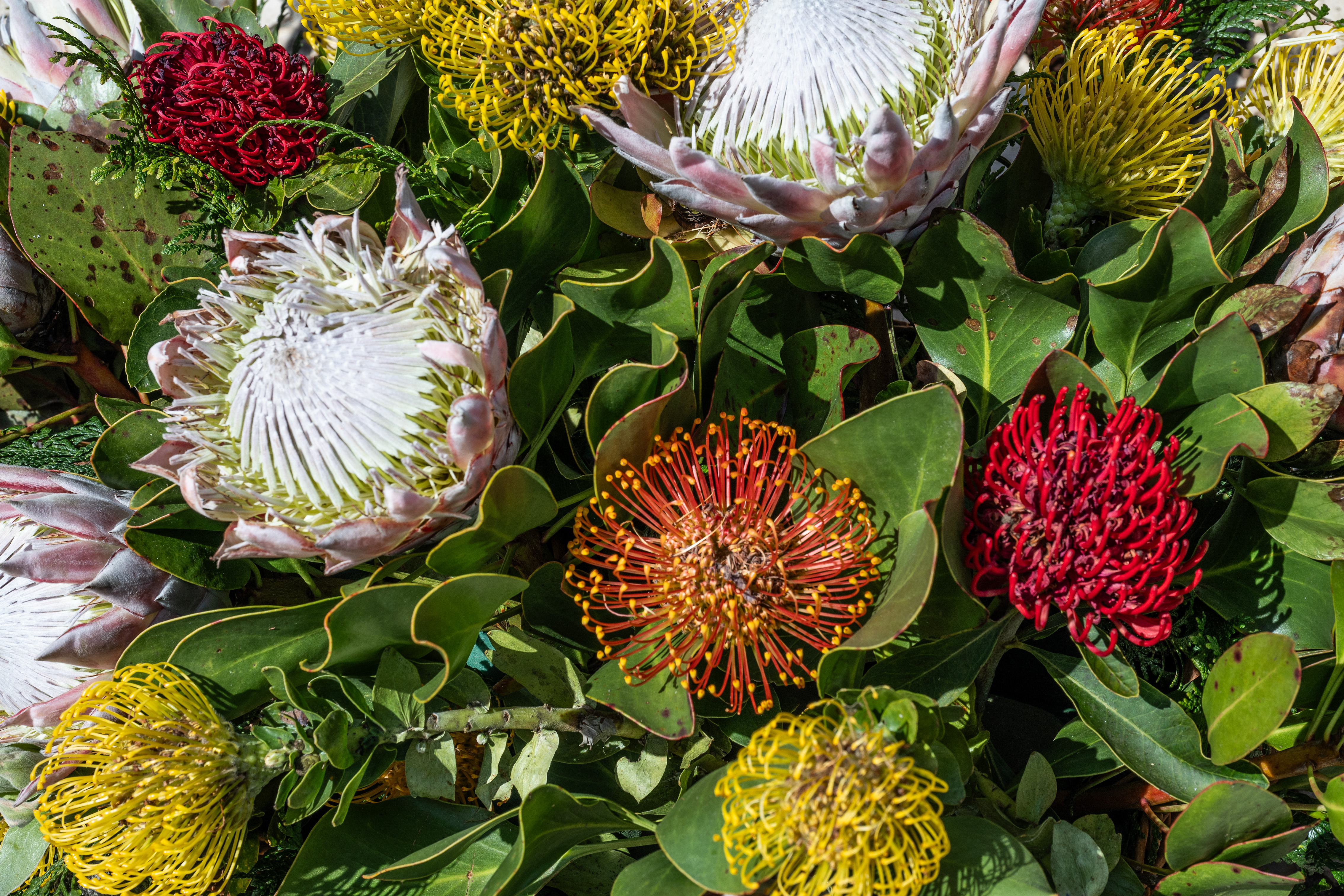 colorful array of flower