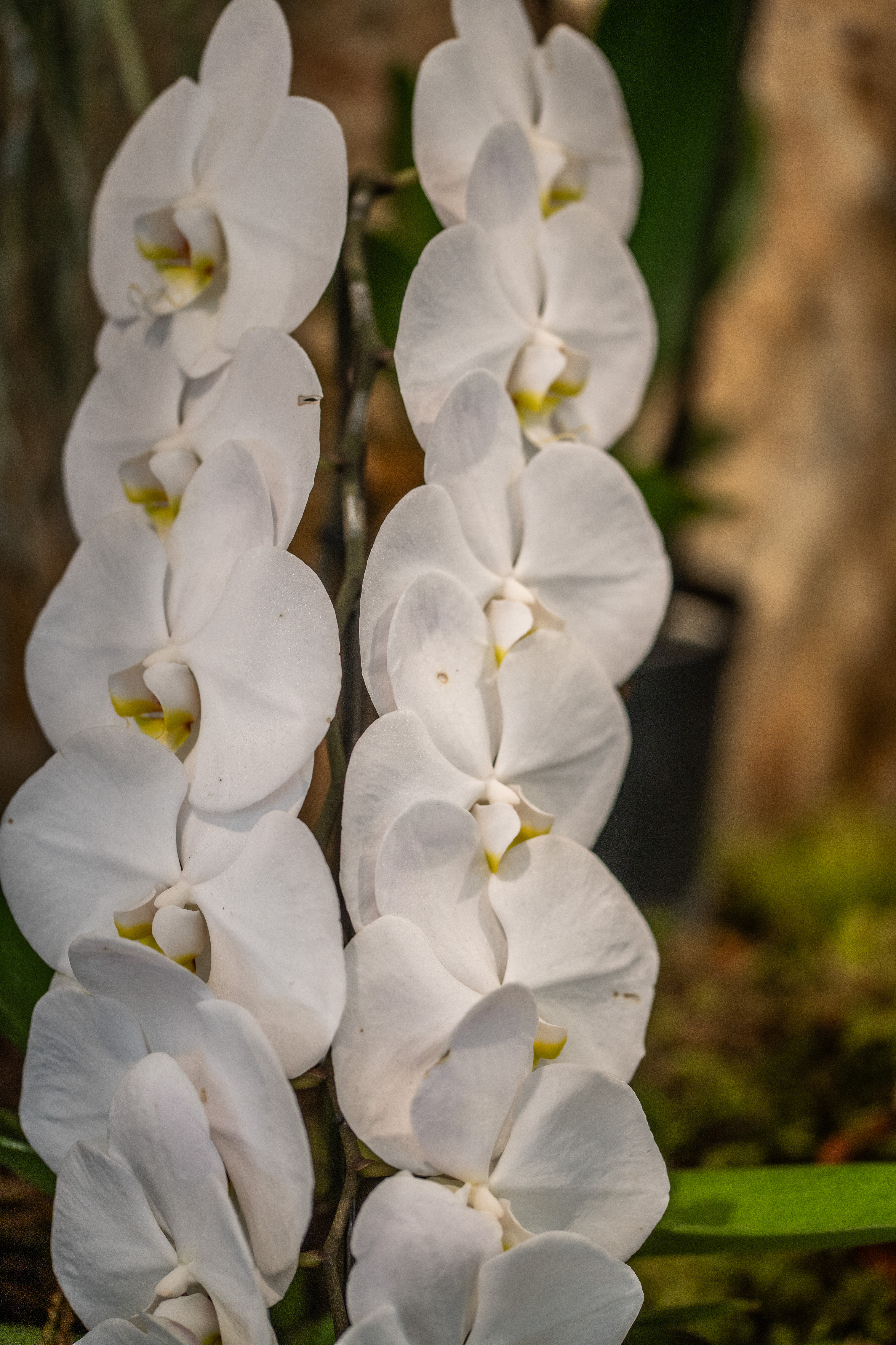 close-up view of a cluster of white orchid flowers