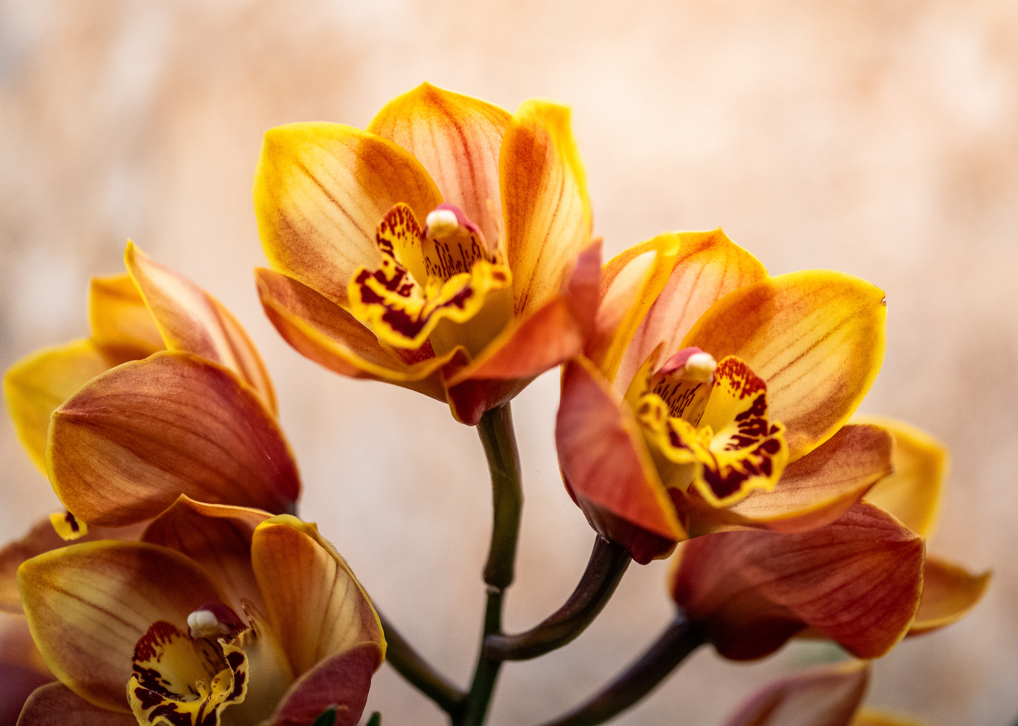 vibrant yellow and brown orchids in full bloom