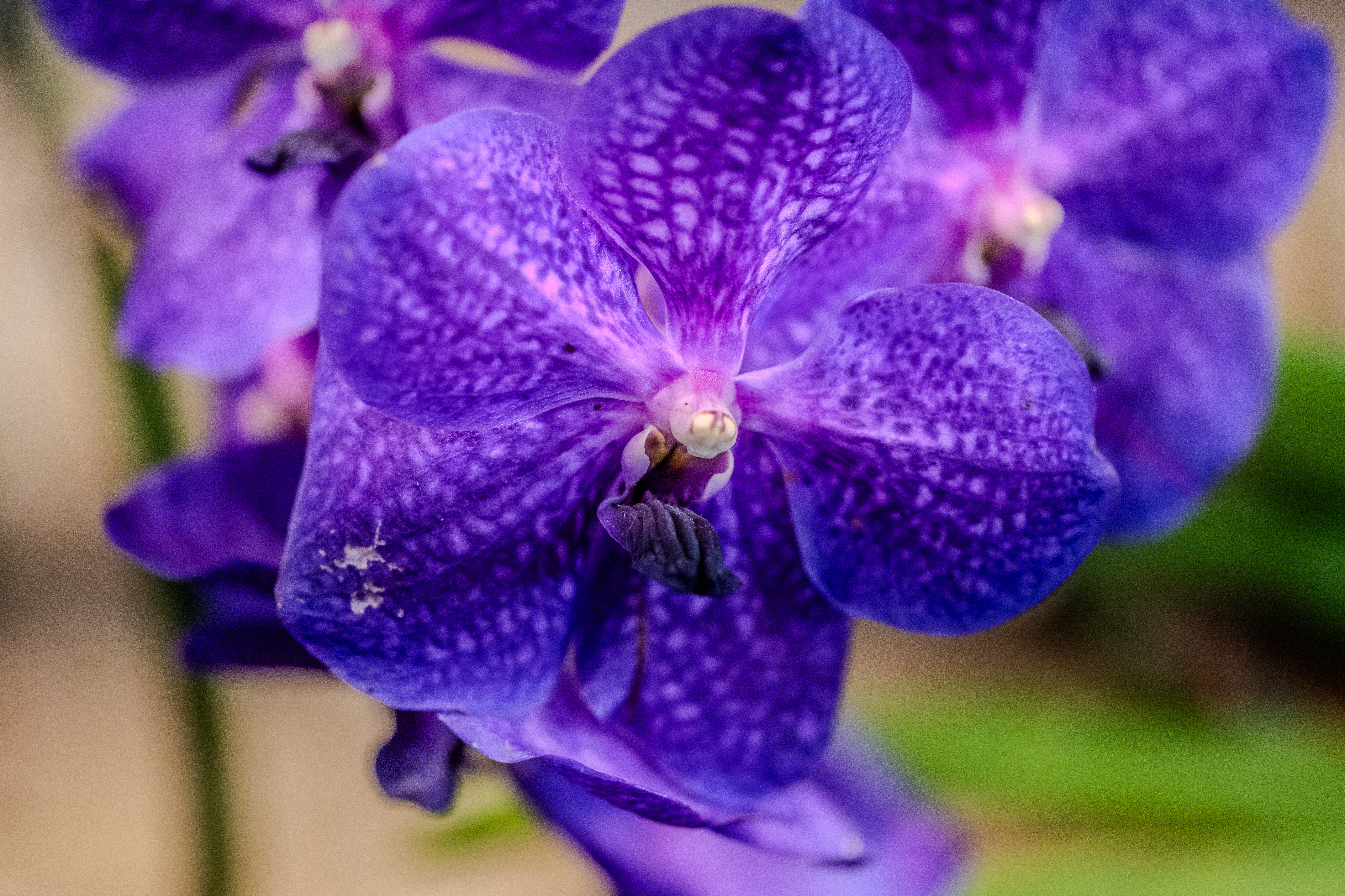 vibrant purple orchid flower with intricate patterns on its petals