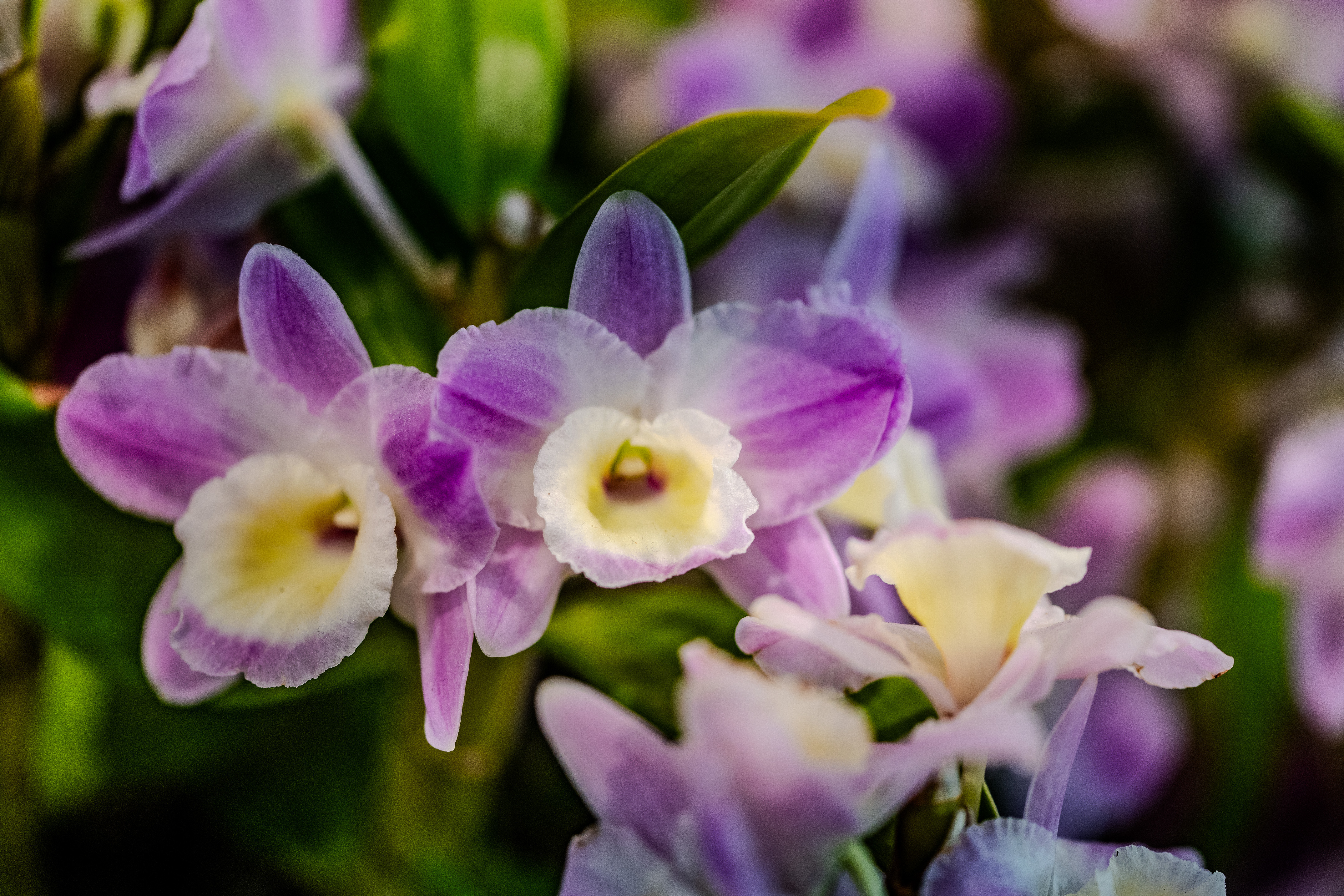 close-up view of vibrant orchids in various shades of purple and white