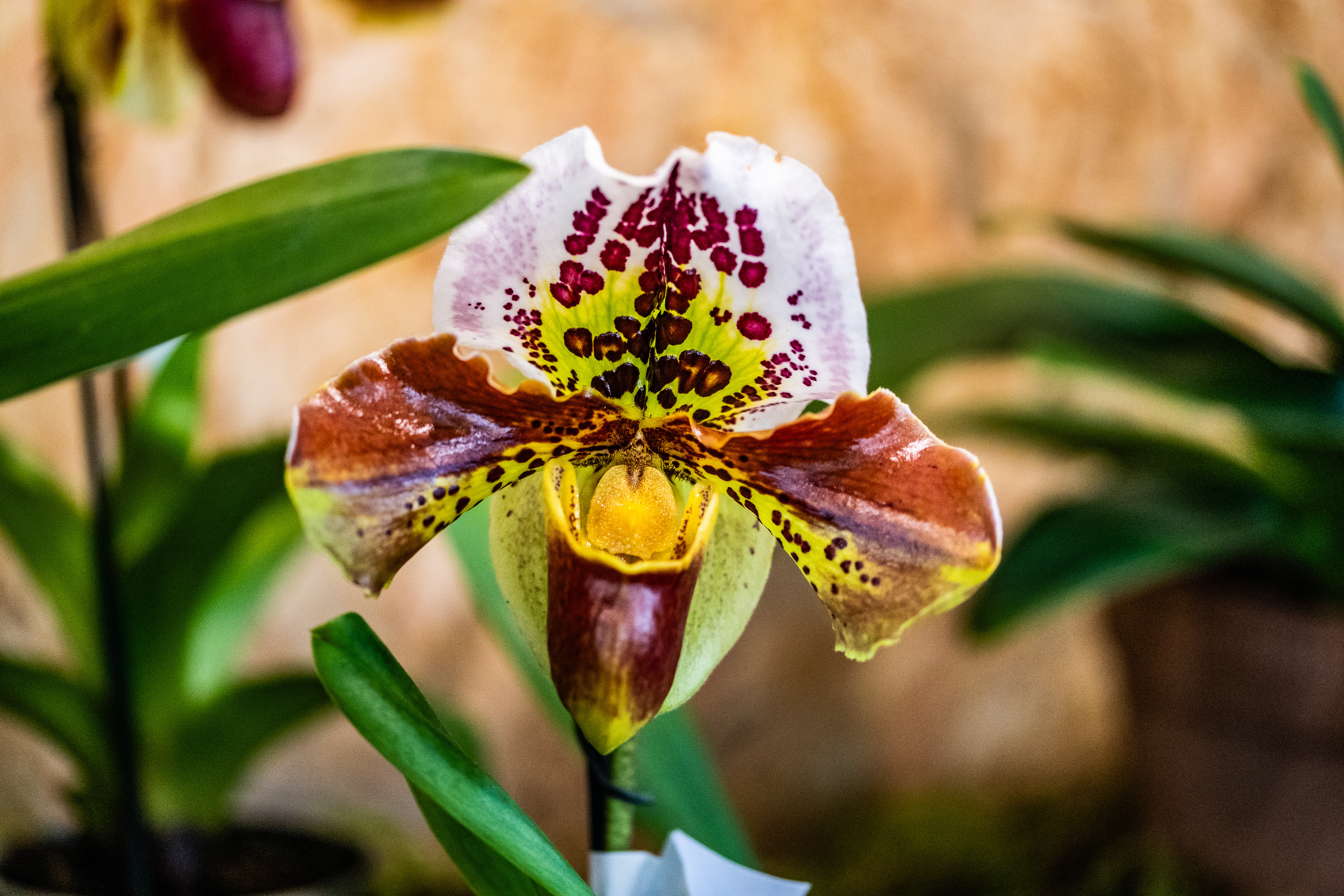 vibrant and intricate flower