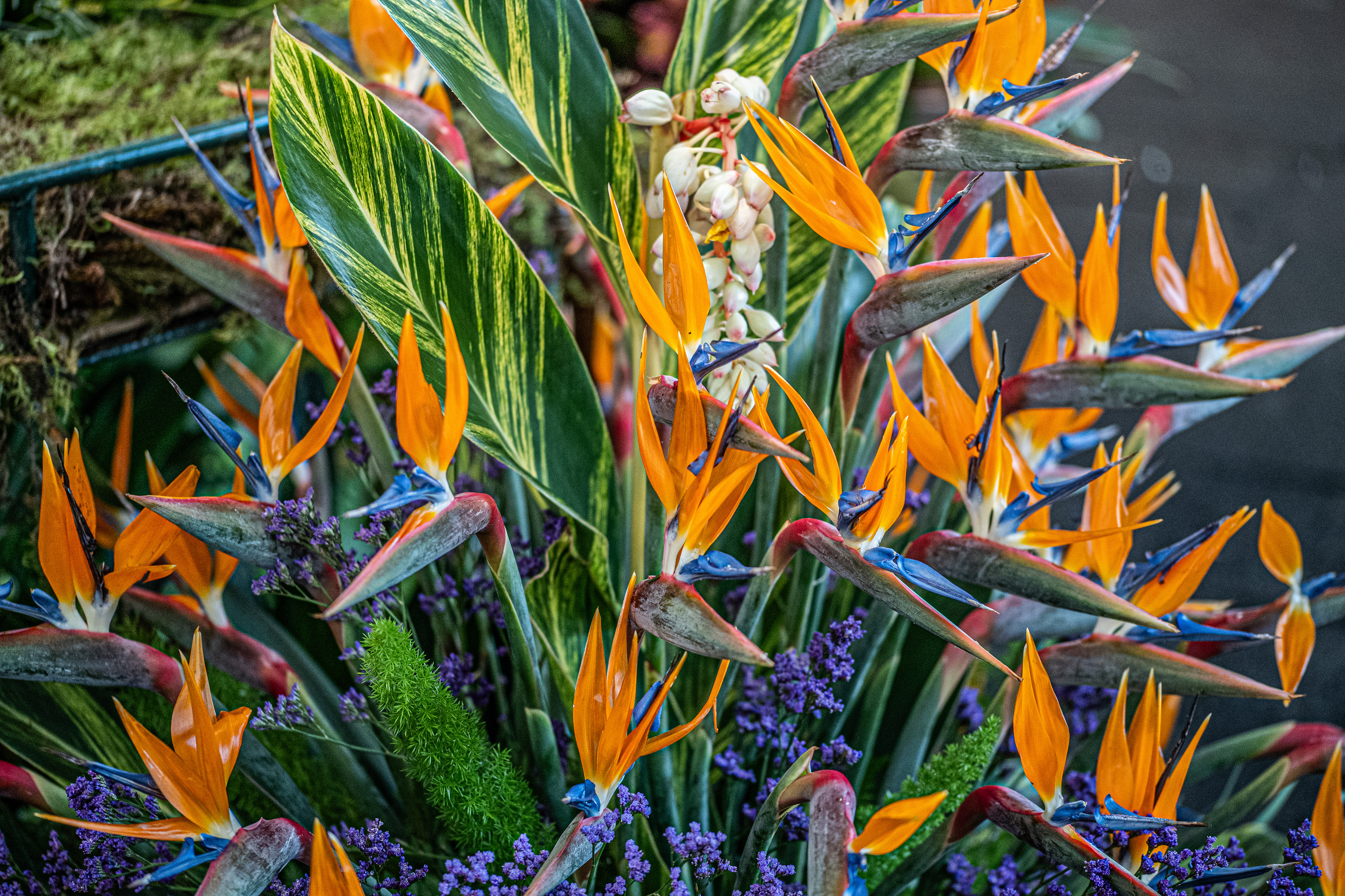 Bird of Paradise flowers