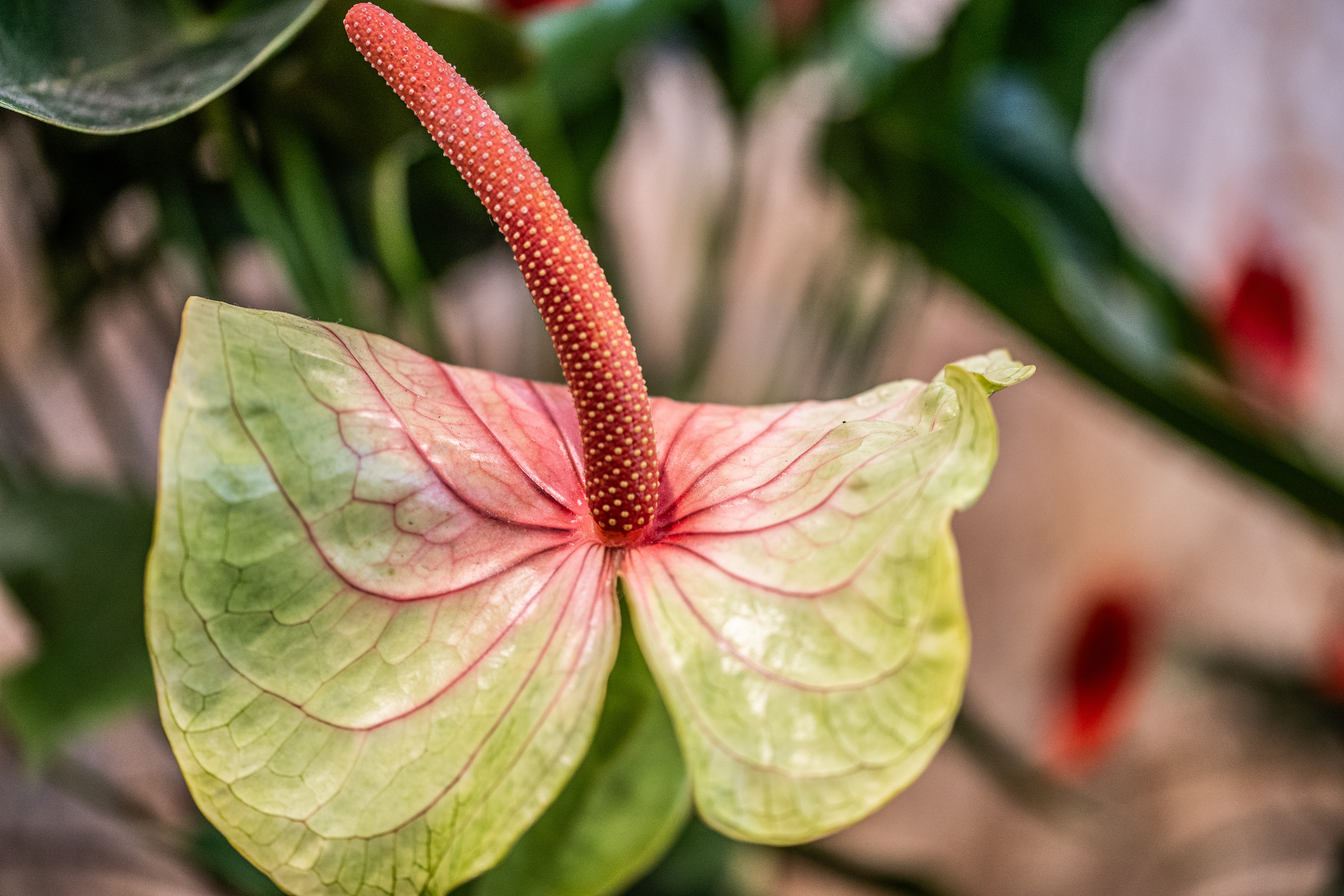 close-up of a plant with a prominent red and yellow leaf