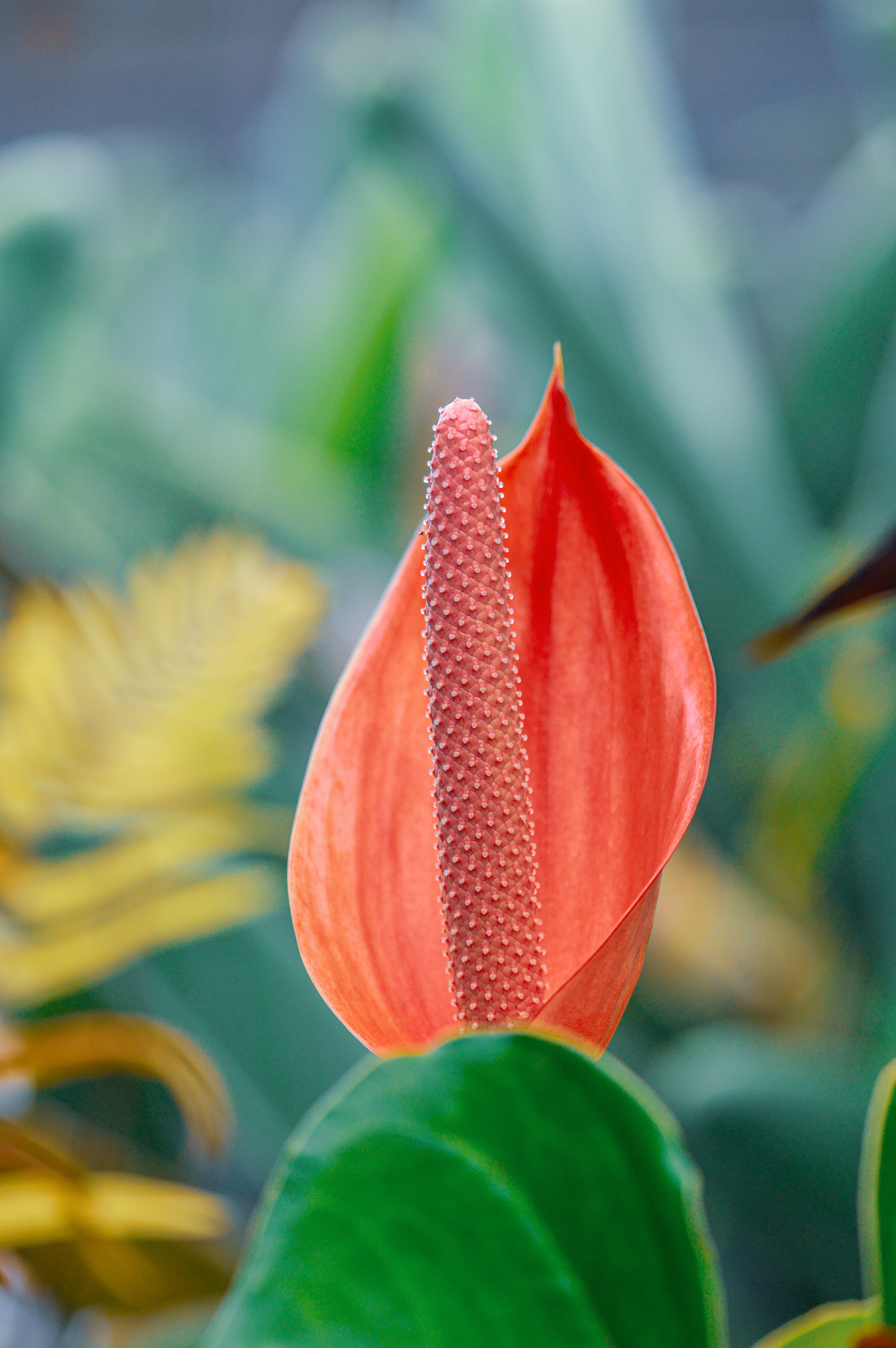 Anthurium