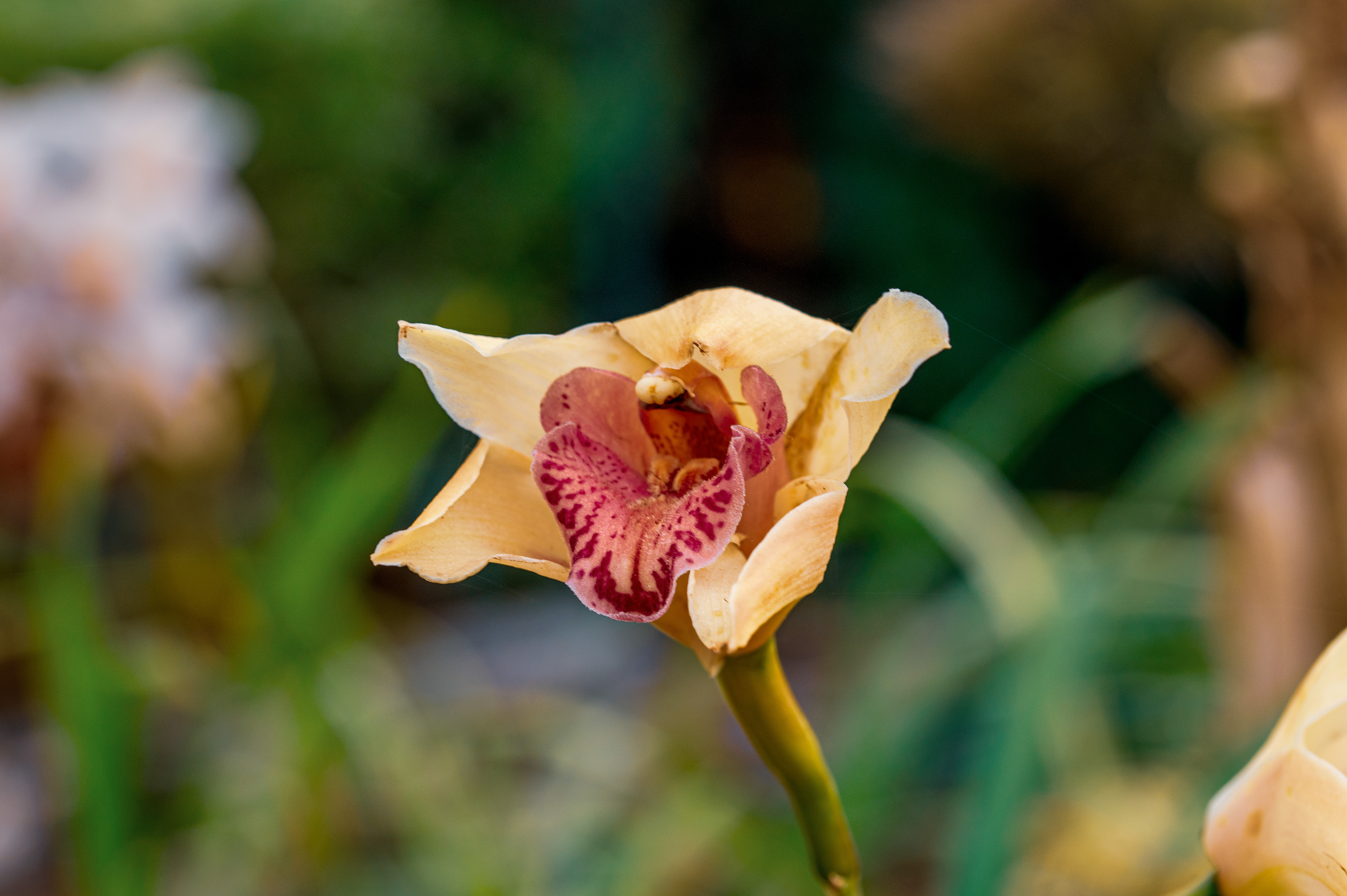 Bifrenaria harrisoniae