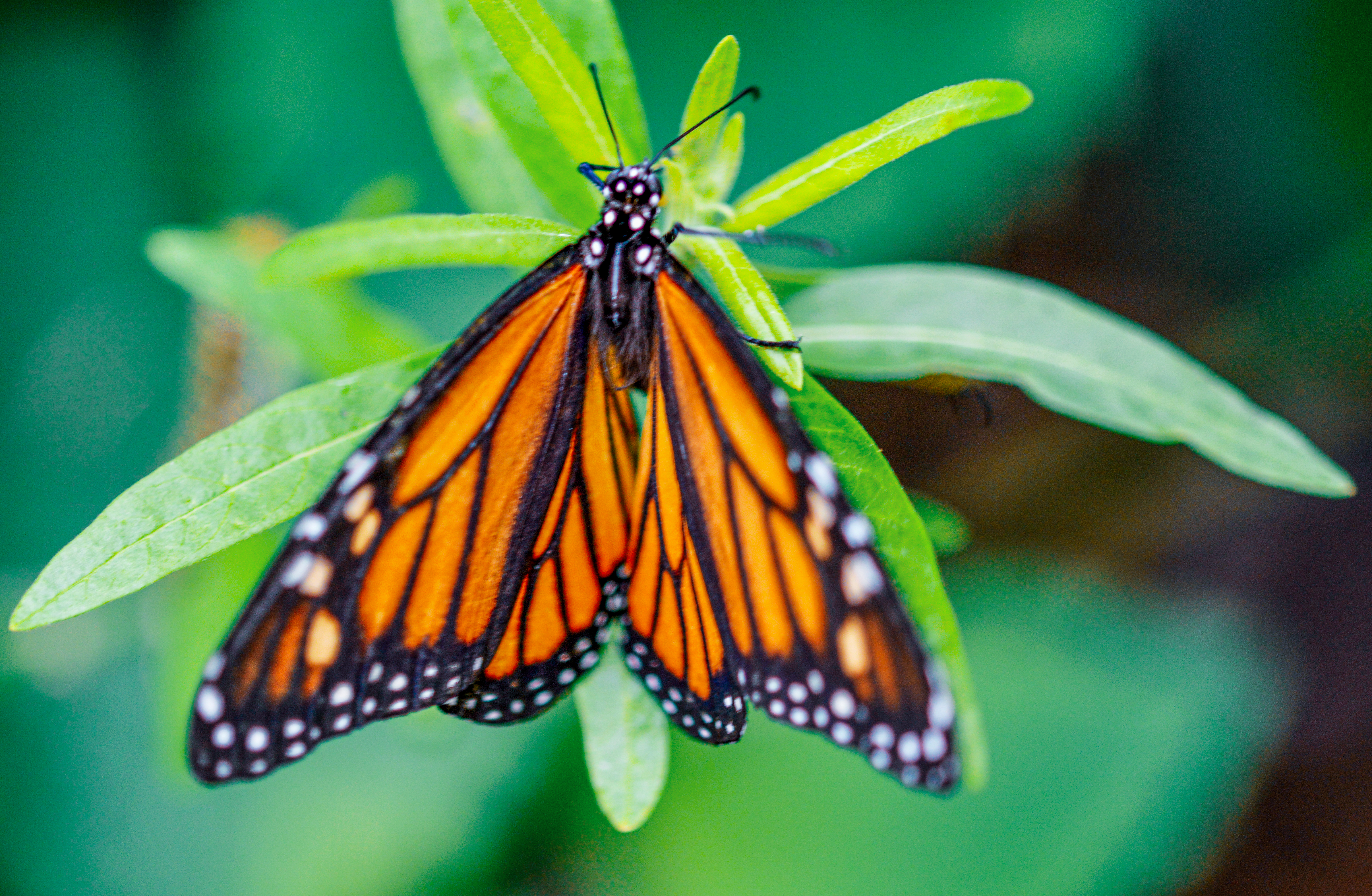 Monarch butterfly