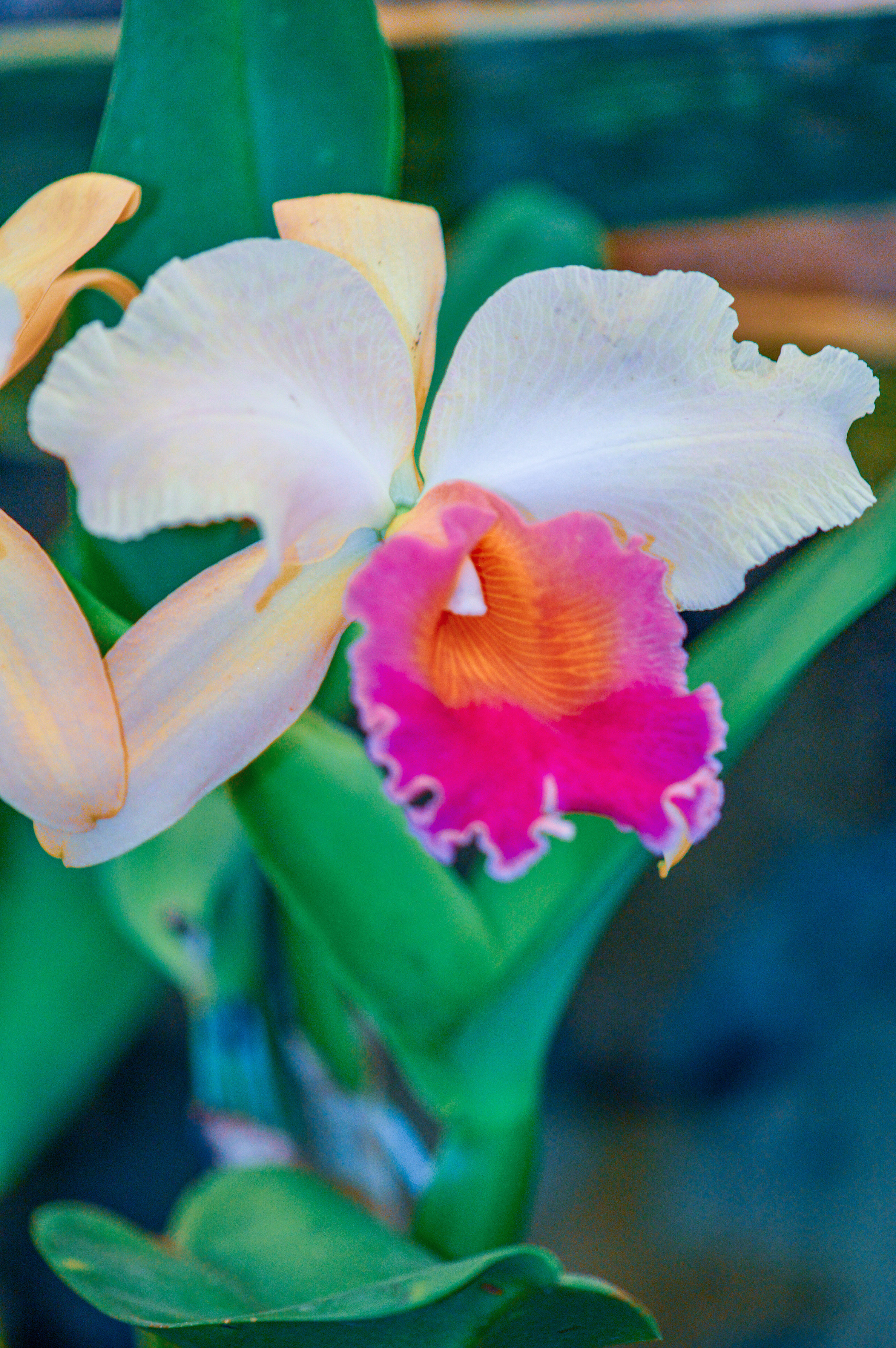 Cattleya orchid