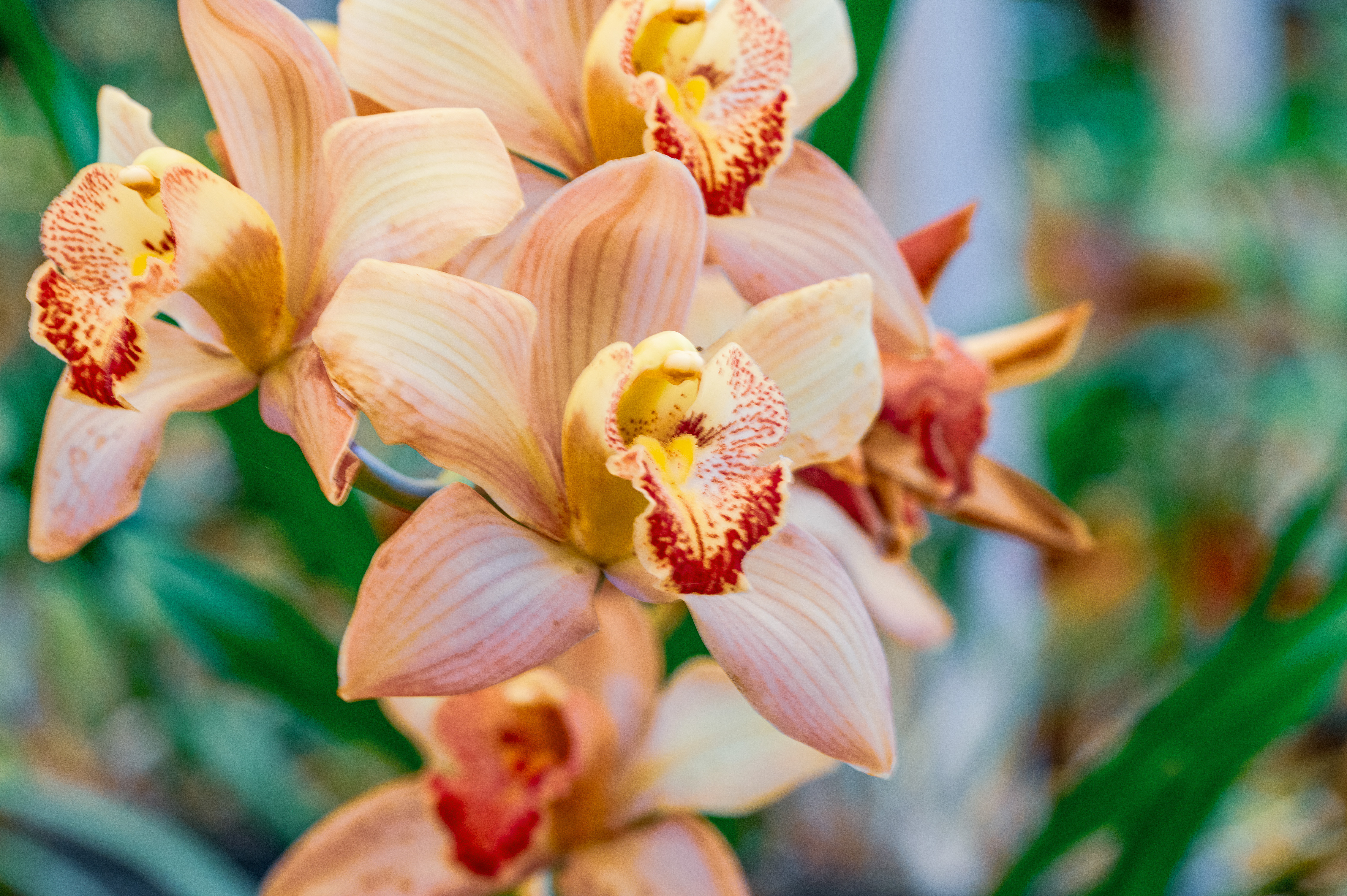 Cymbidium