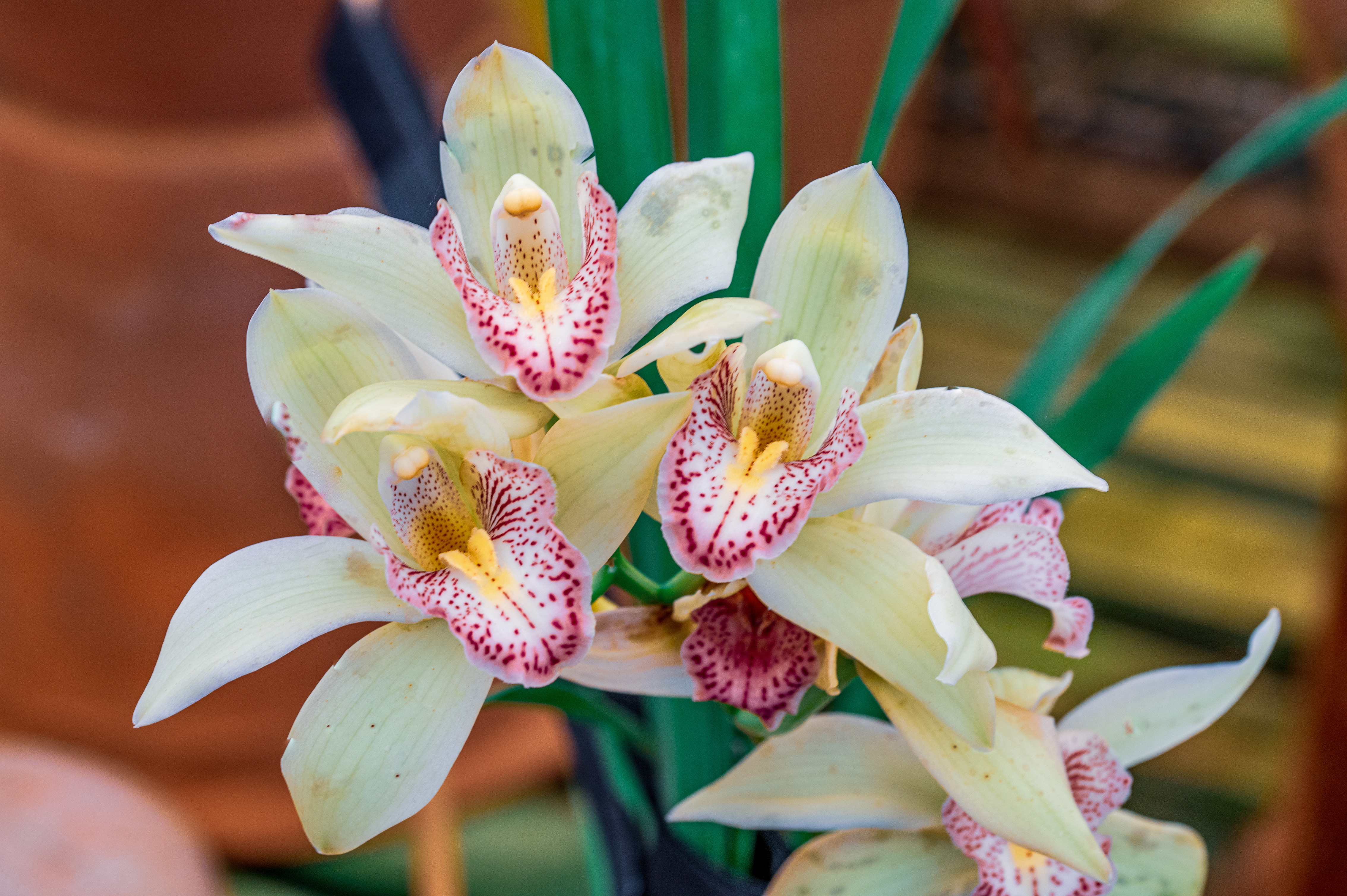 Cymbidium