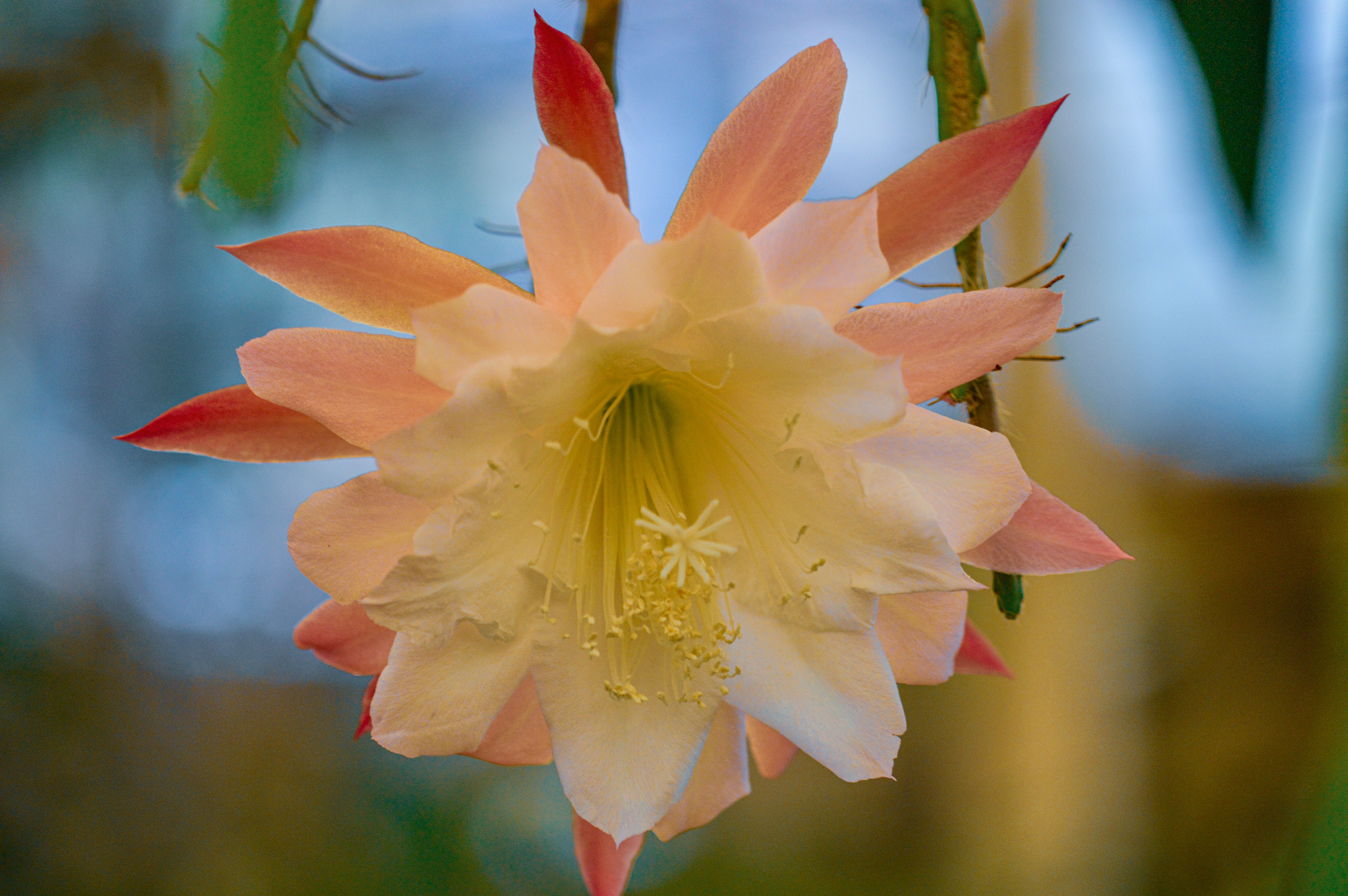 Epiphyllum