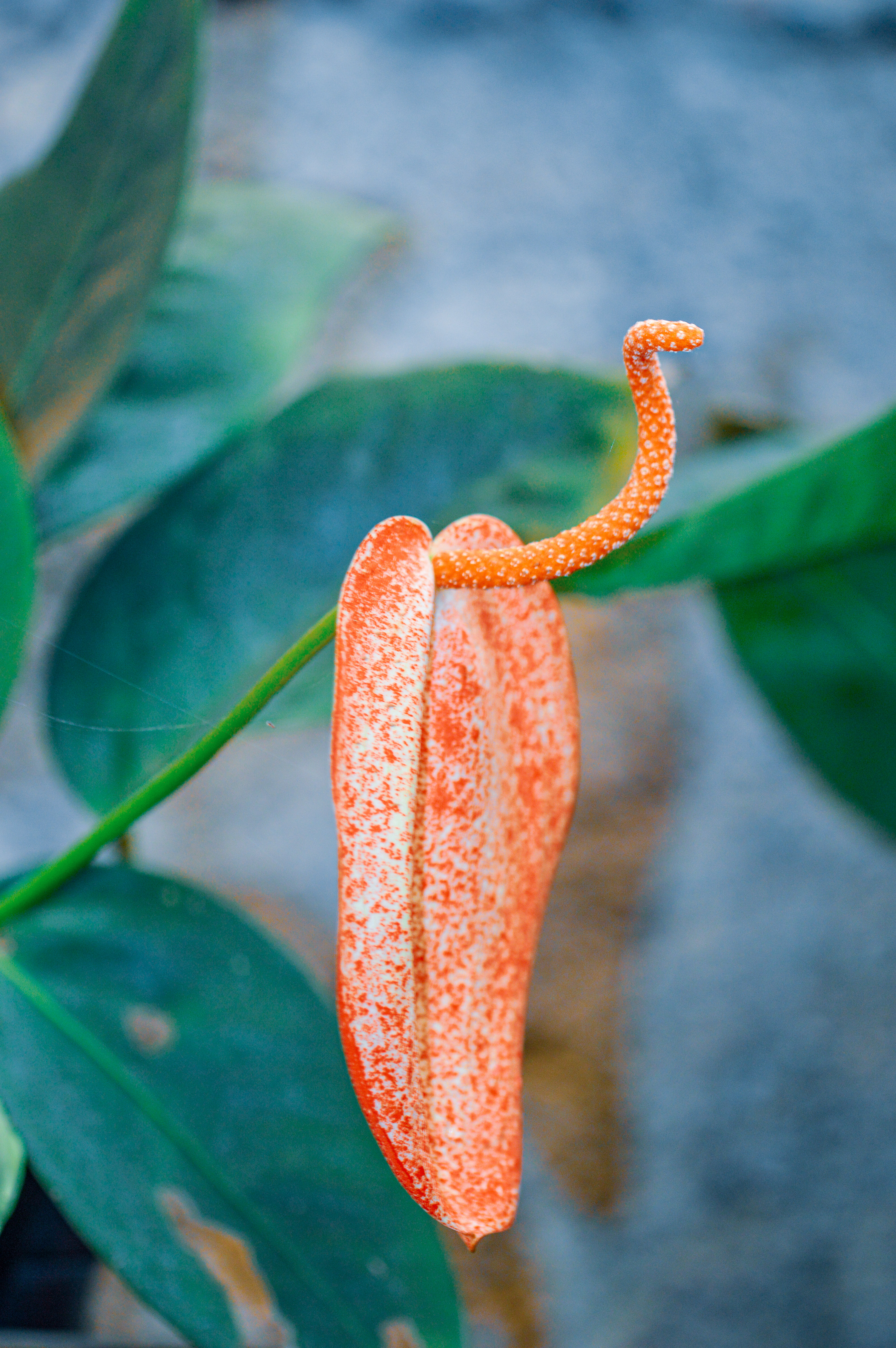 Flamingo Flower