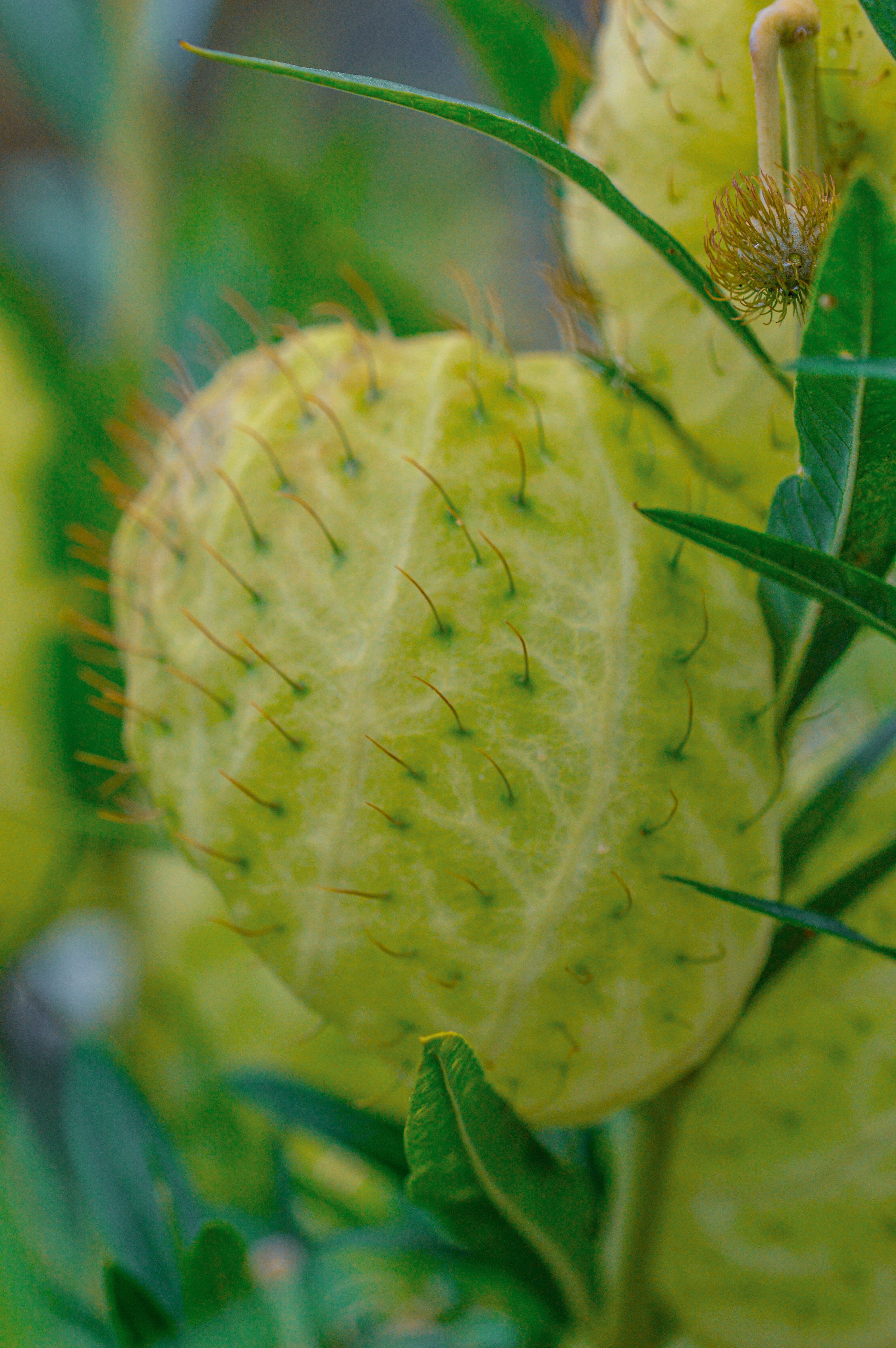 Gomphocarpus physocarpus