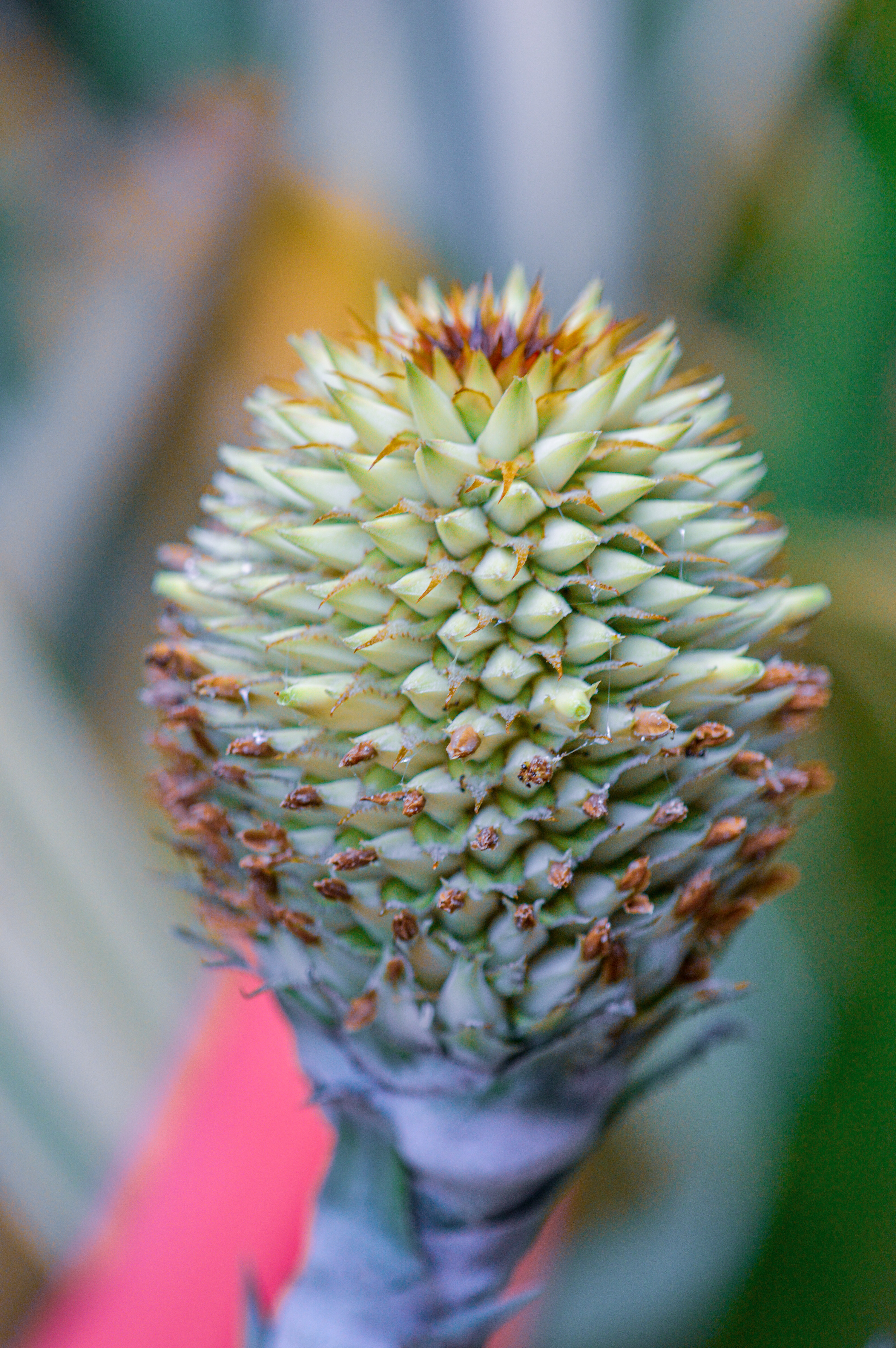 Guzmania triangularis