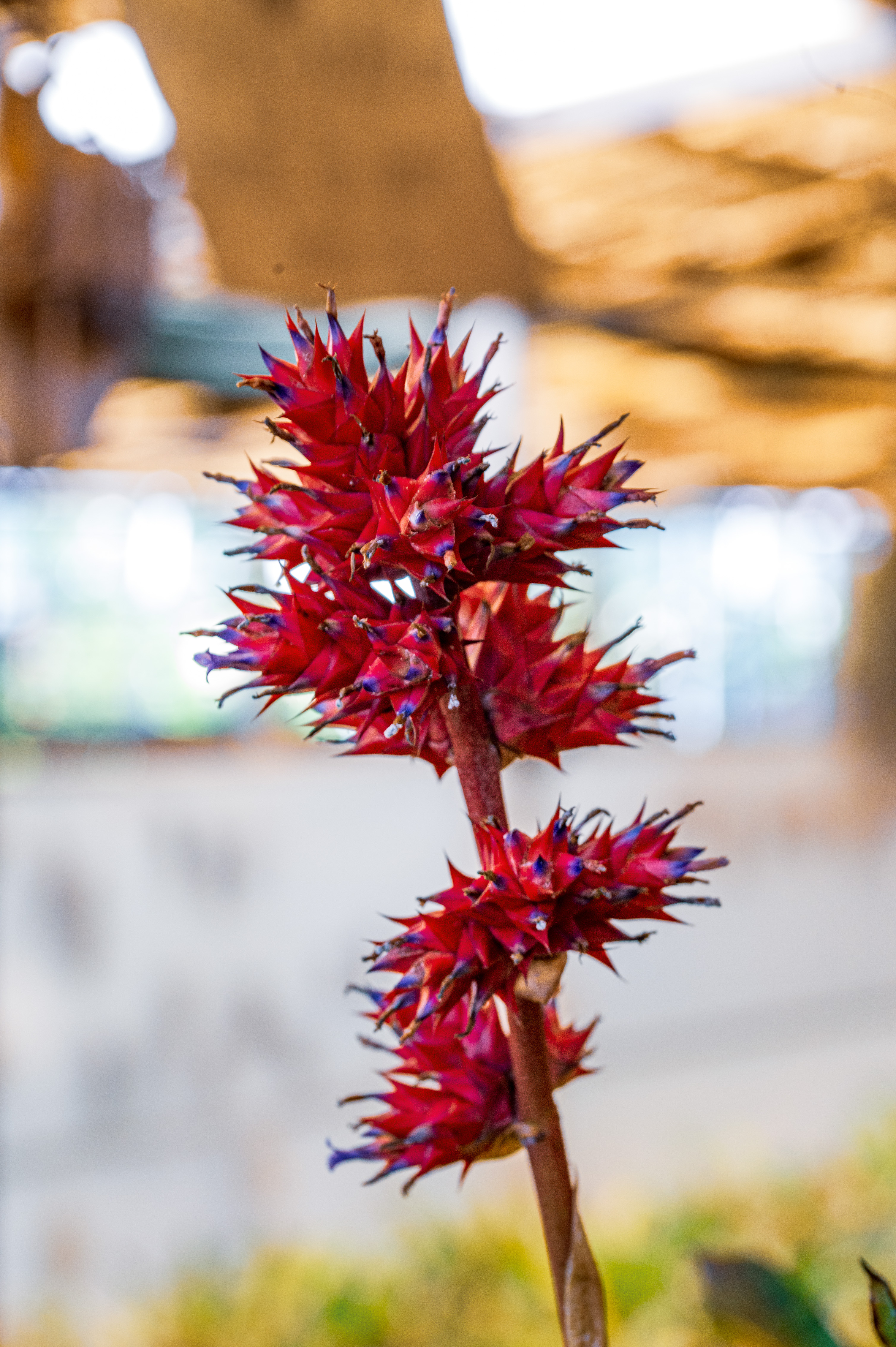 Hohenbergia stellata