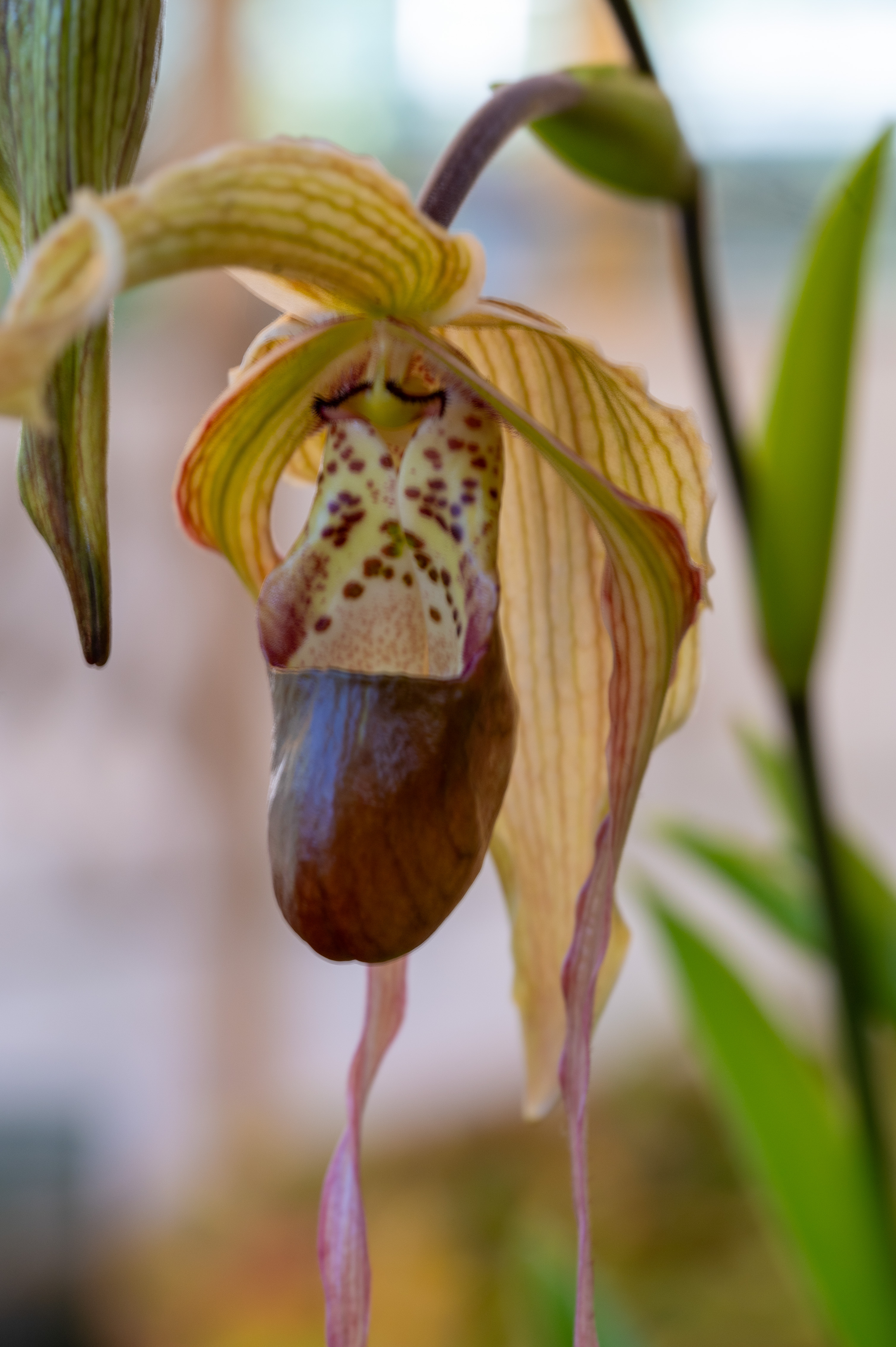 Lady Slipper Orchid