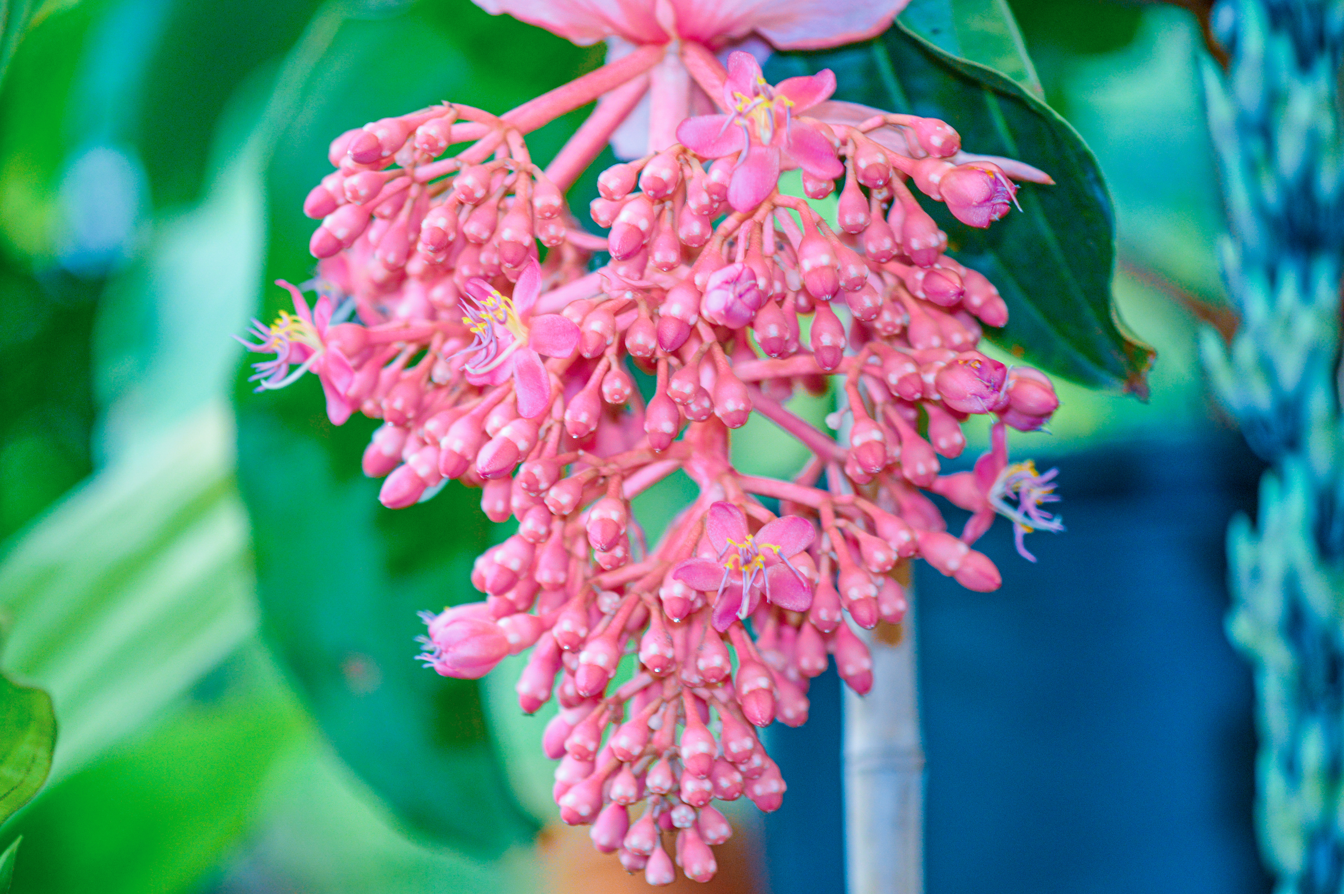 Medinilla specio