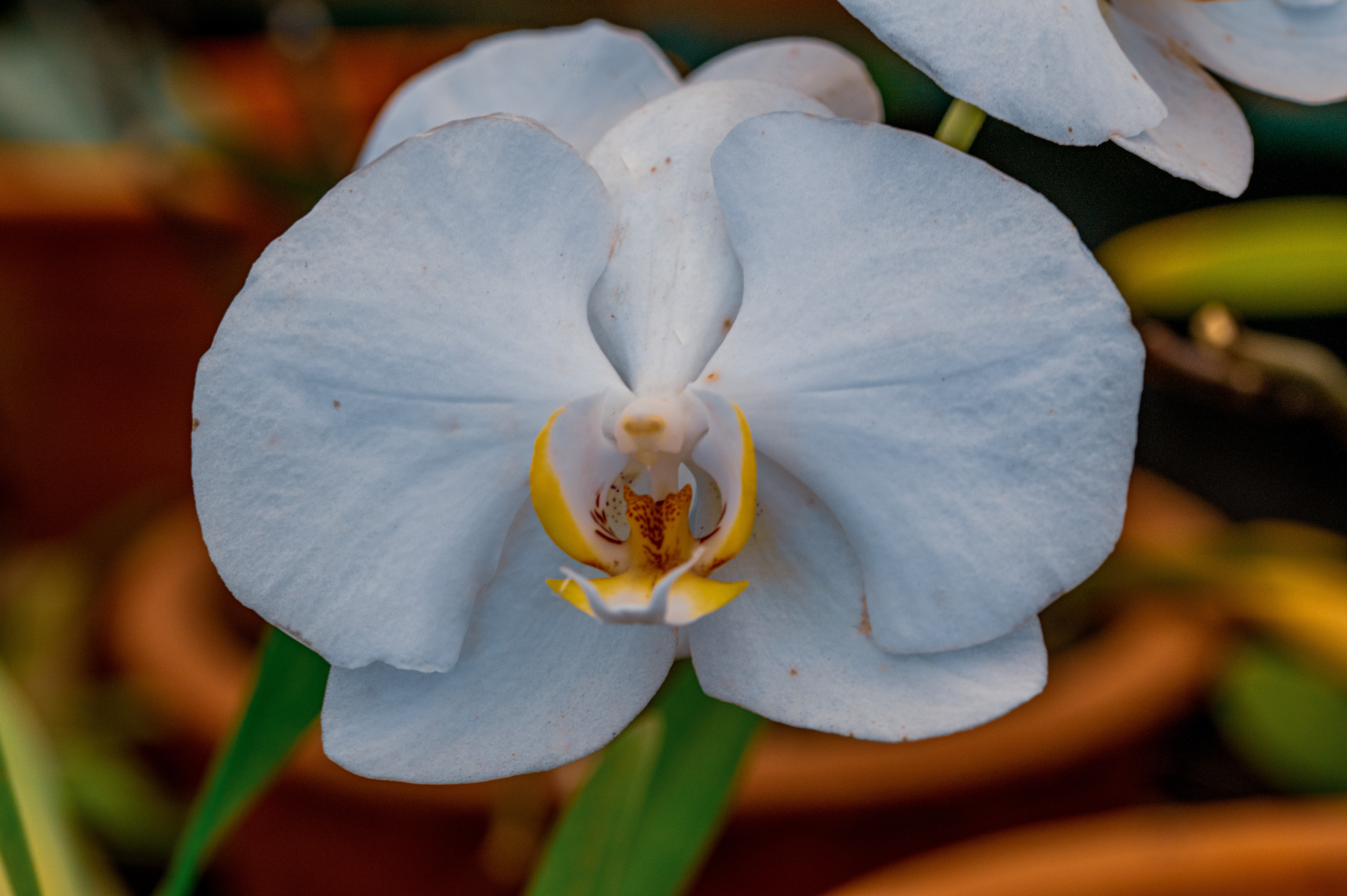 Moth Orchid