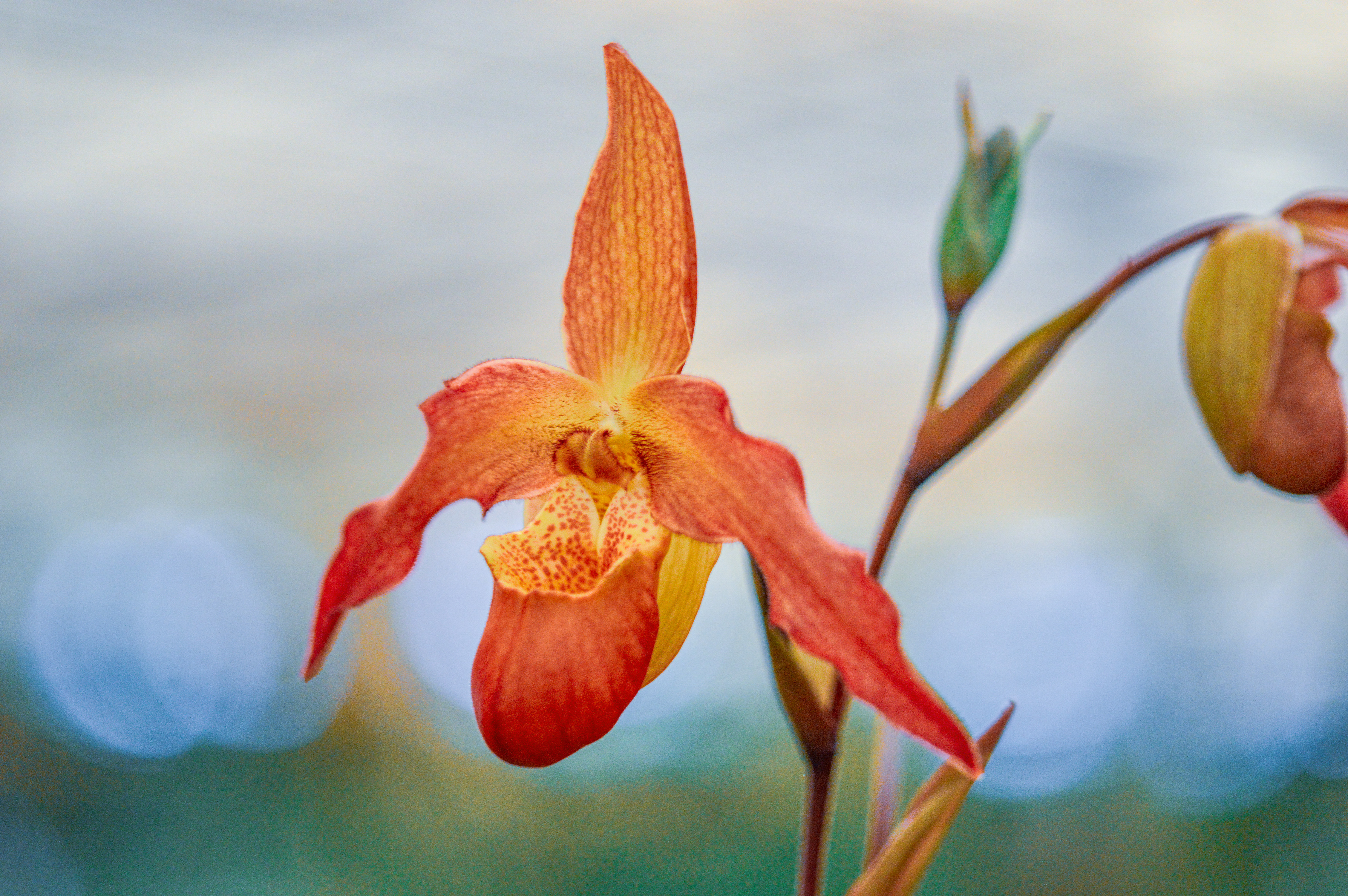 Phragmipedium besseae