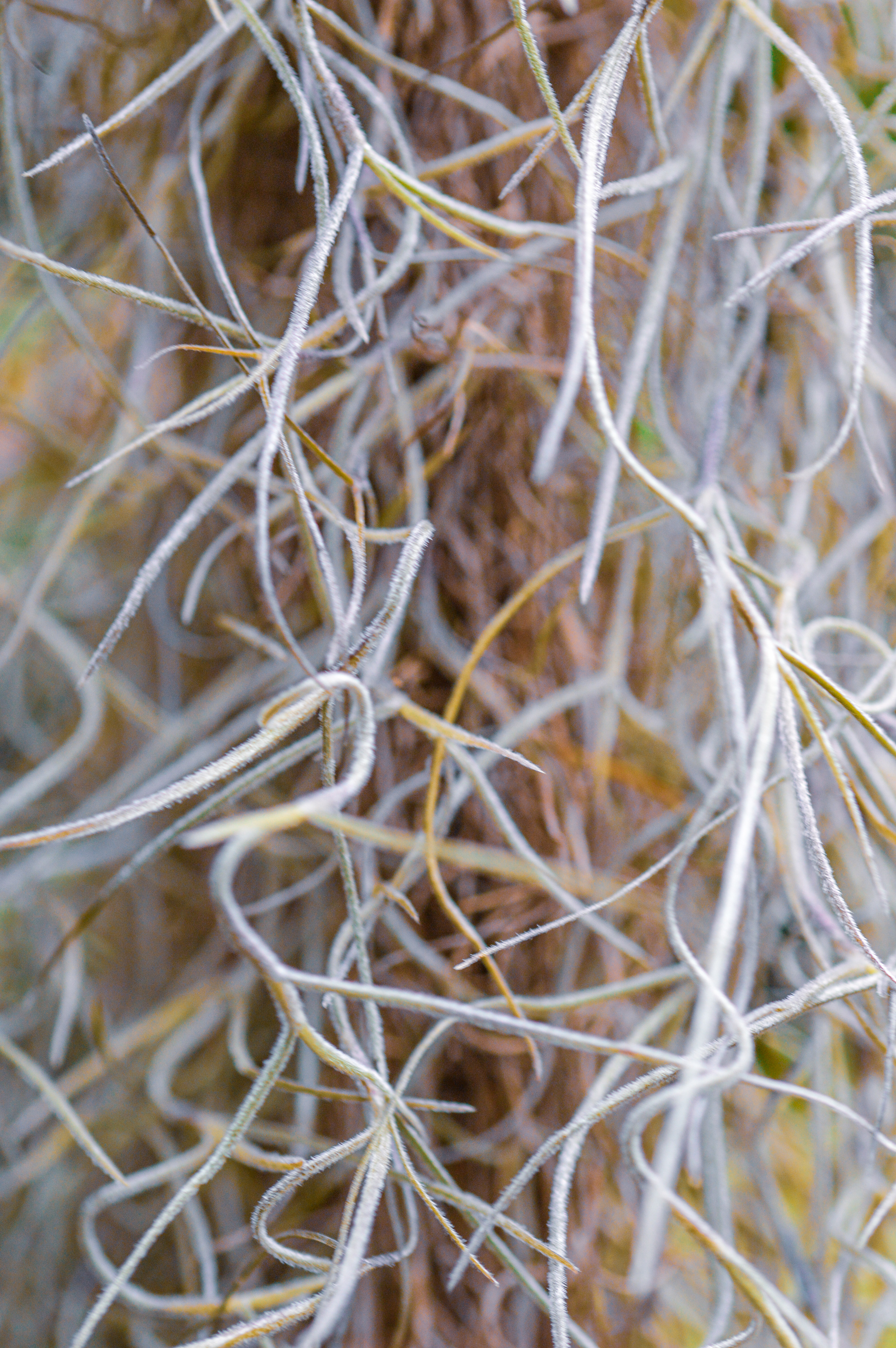 Spanish Moss