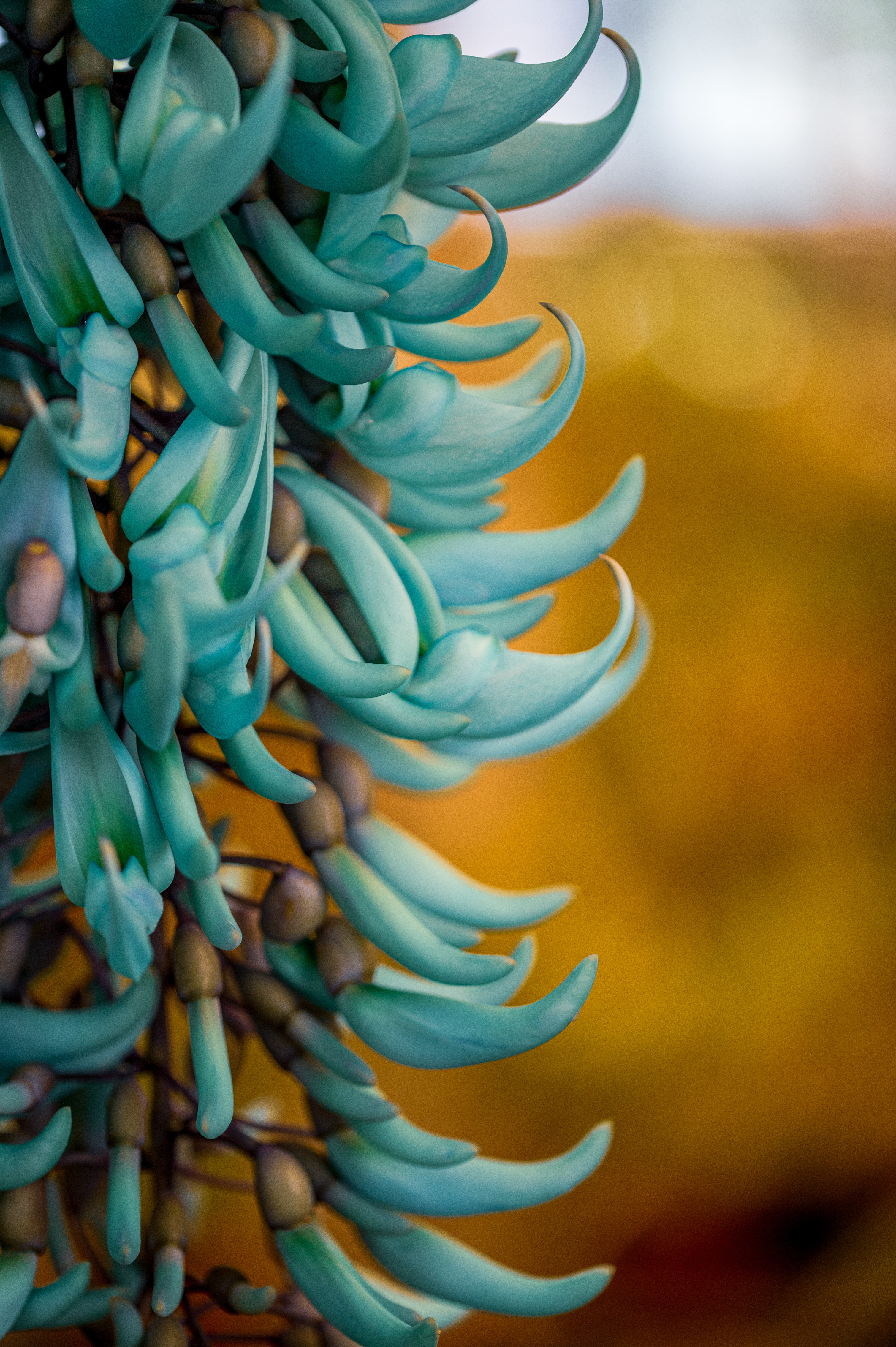 Strongylodon macrobotrys