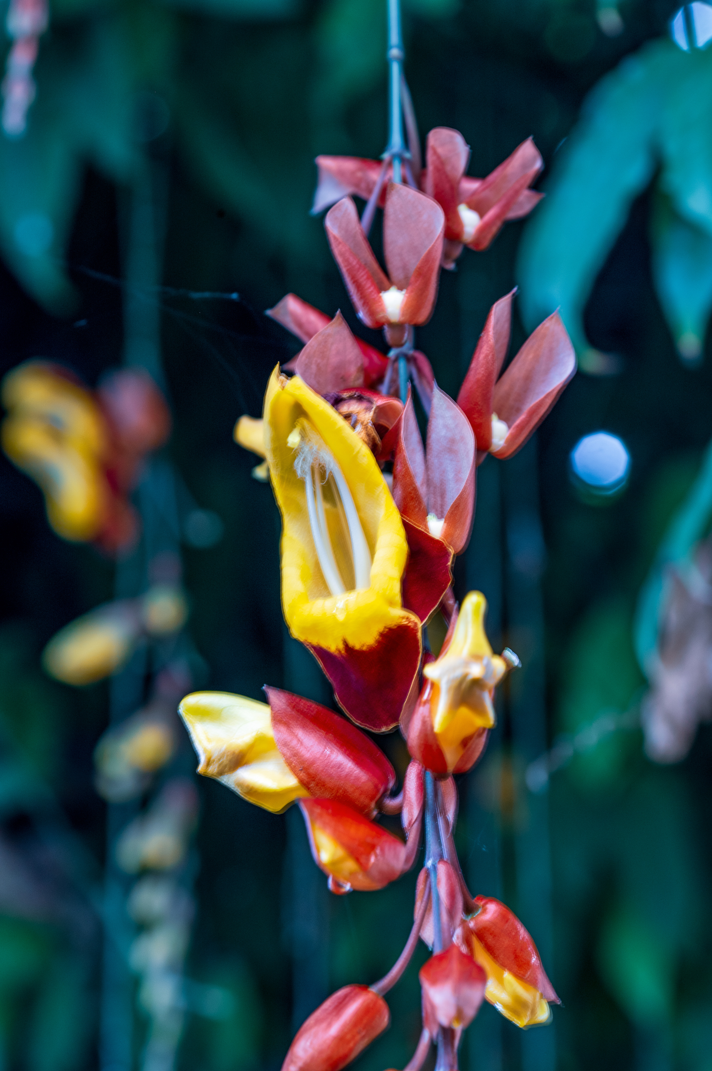 Thunbergia mysorensis