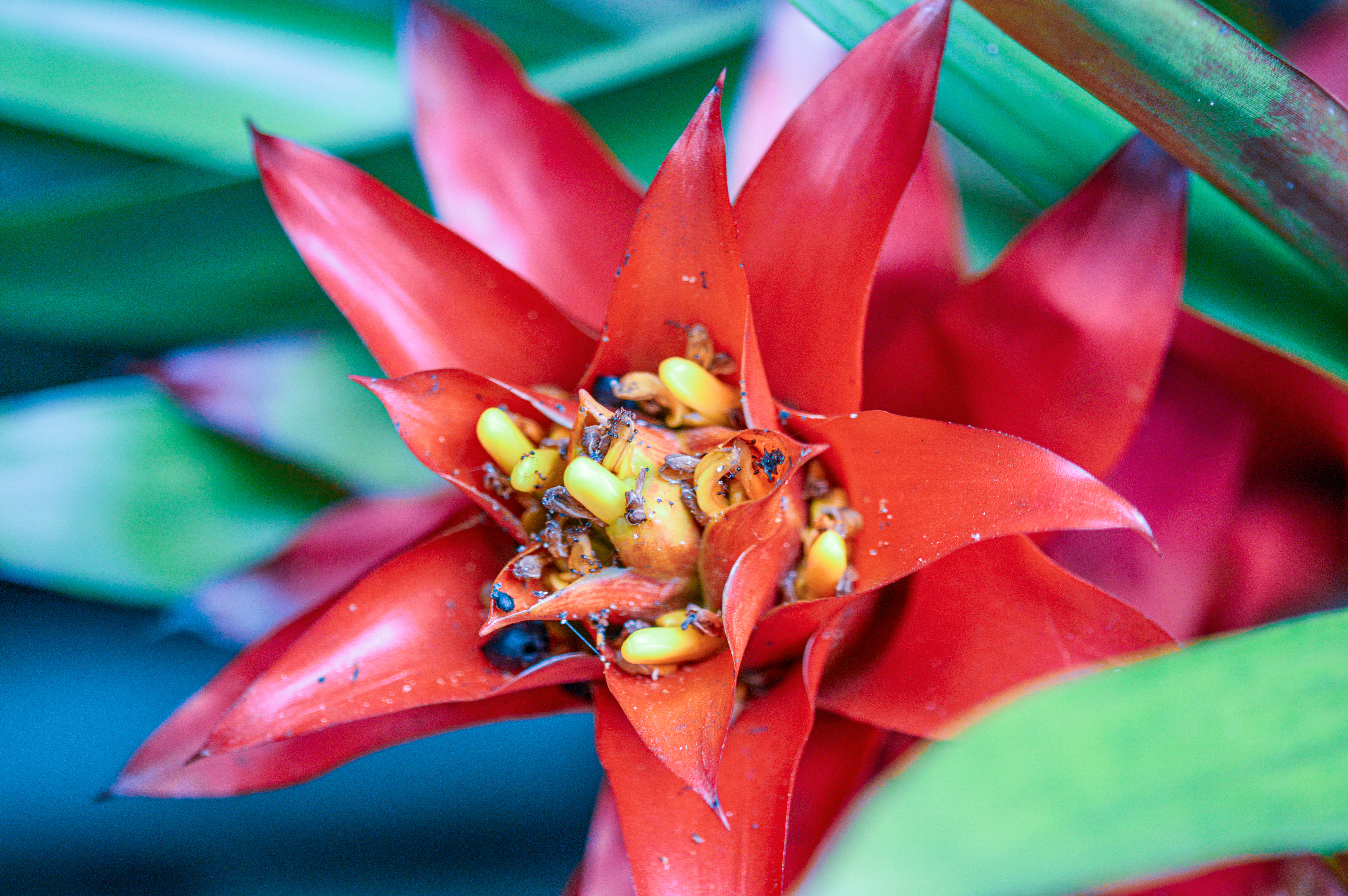 Guzmania lingulata