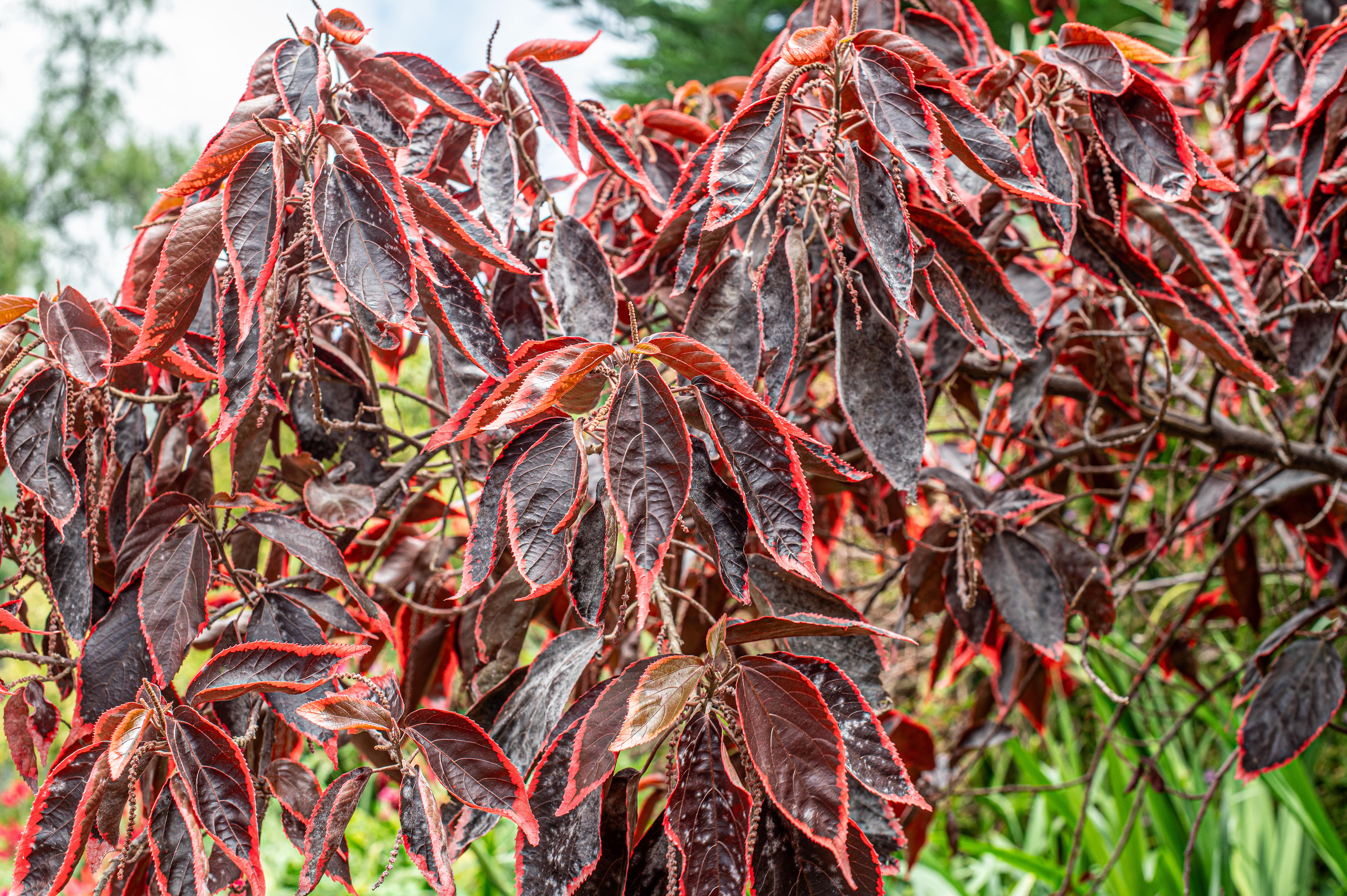 Acalypha wilkesiana