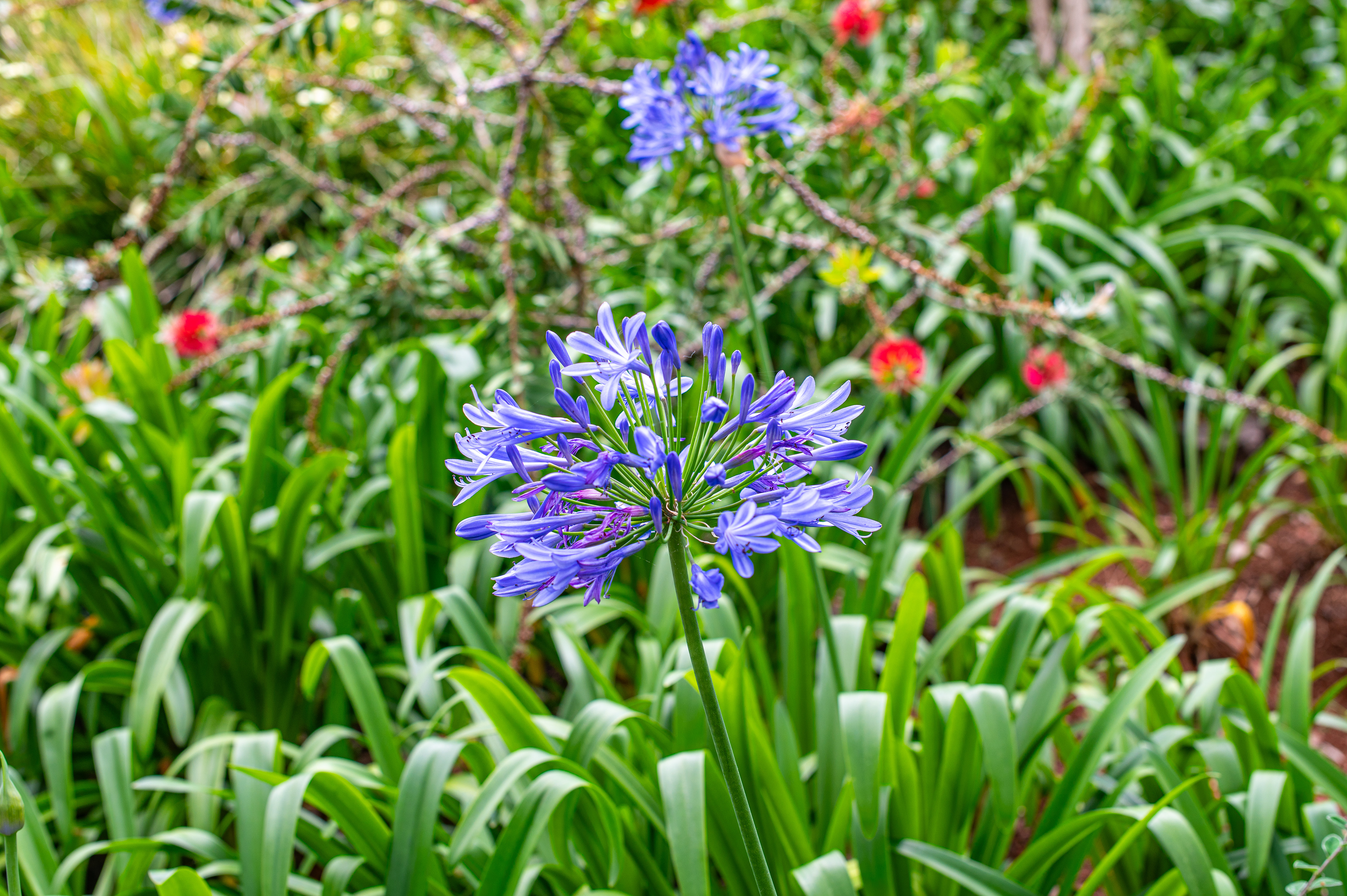 Agapanthus