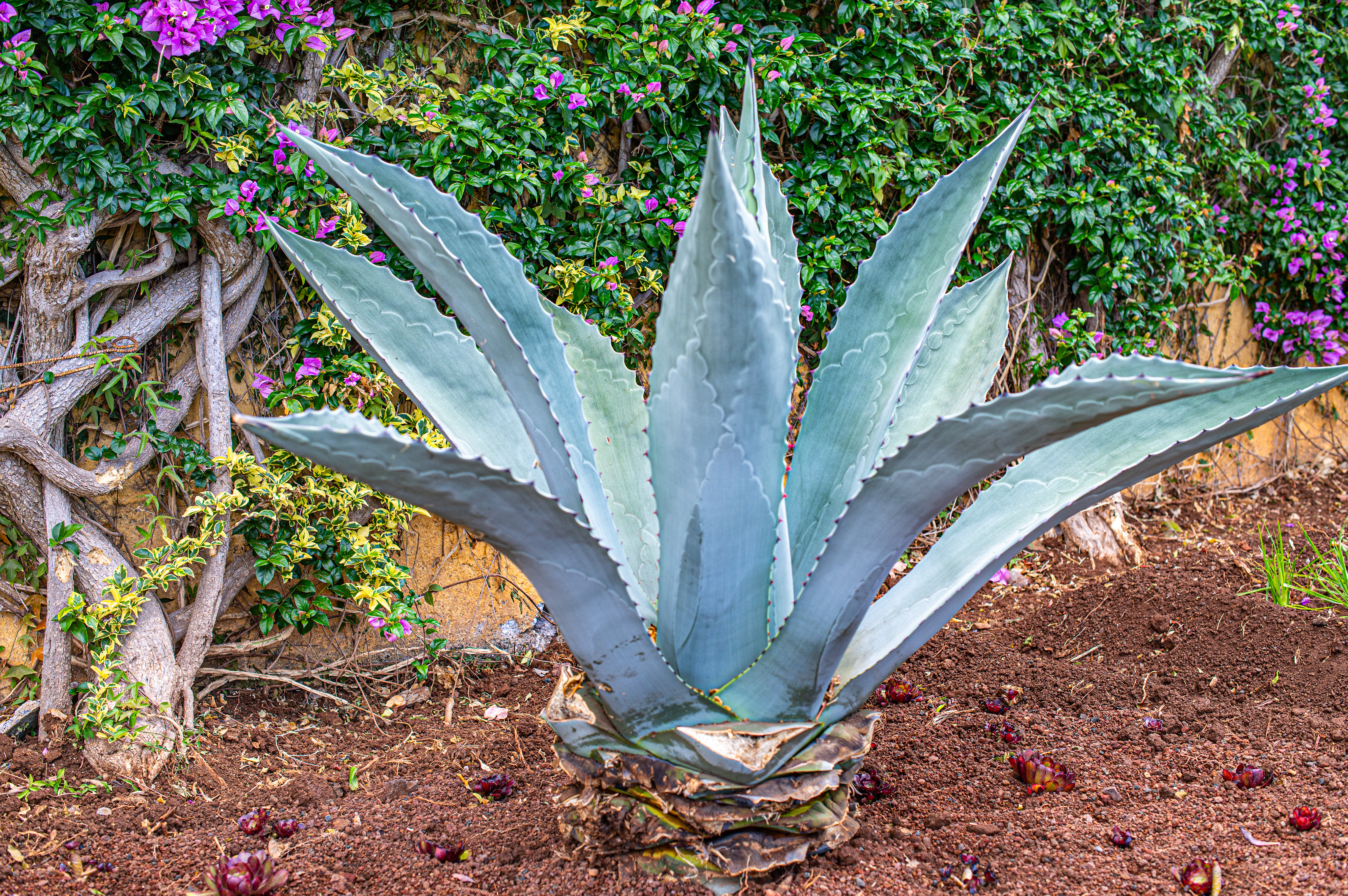 Agave americana