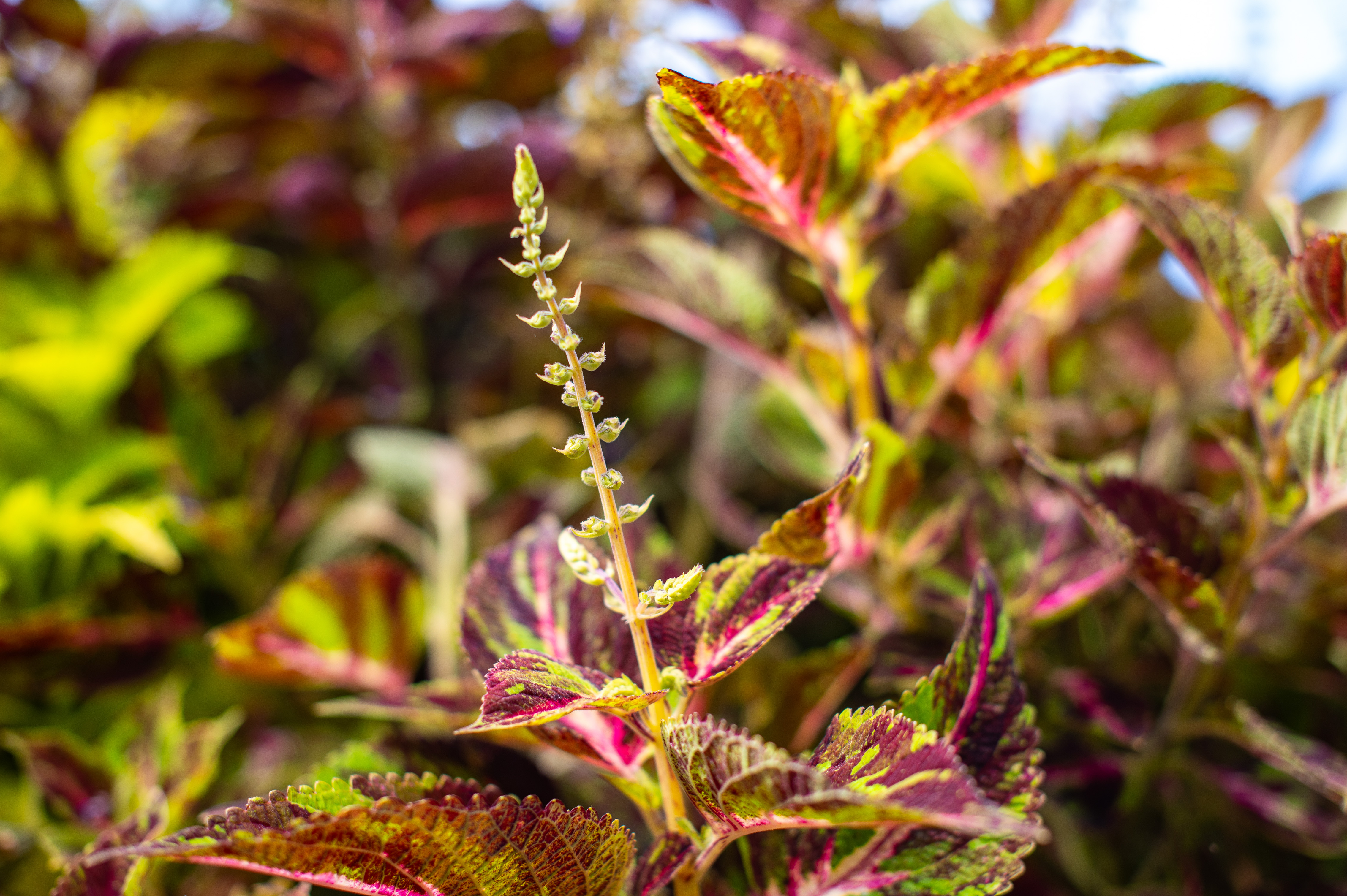 Coleus