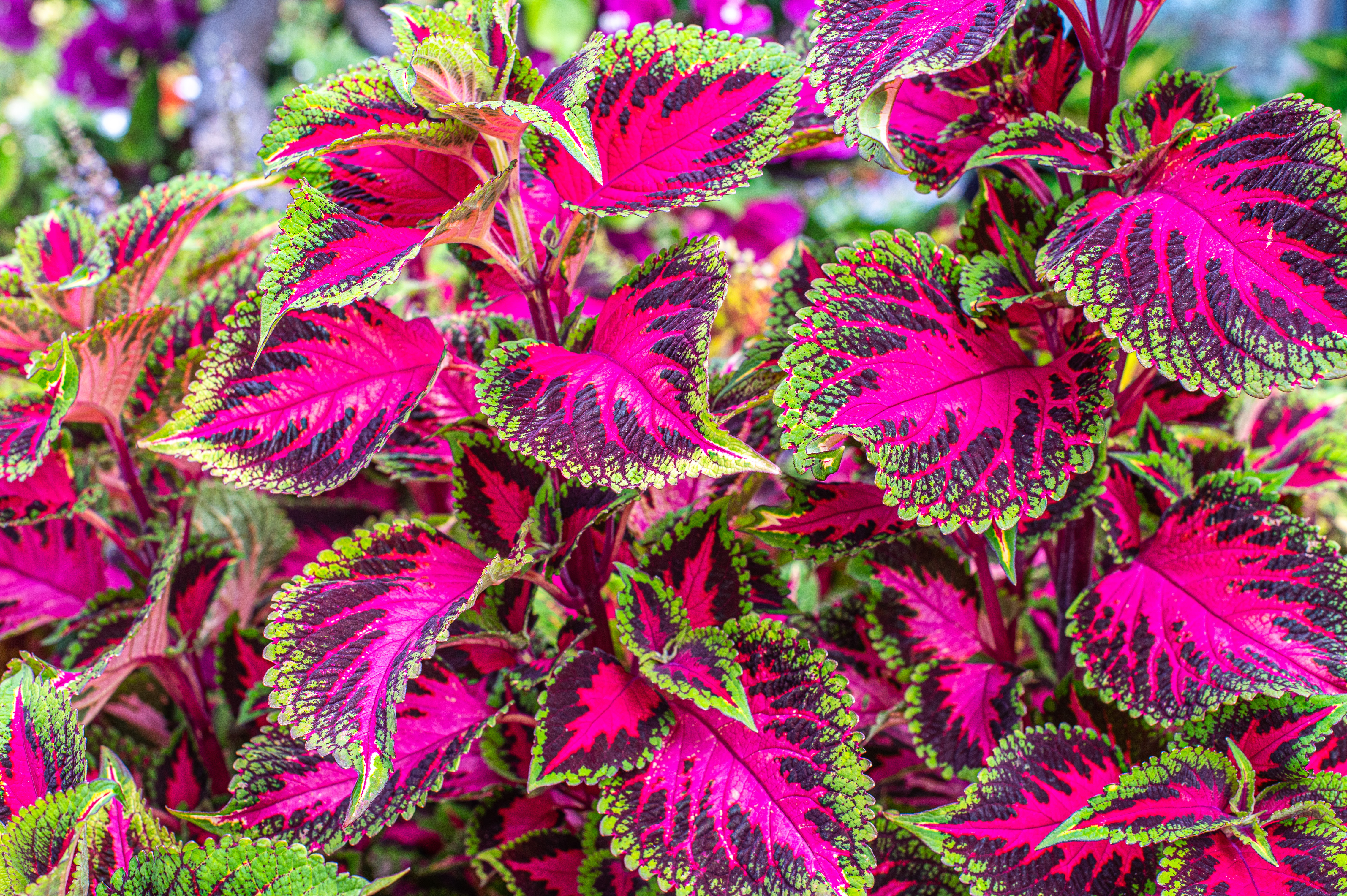 Coleus