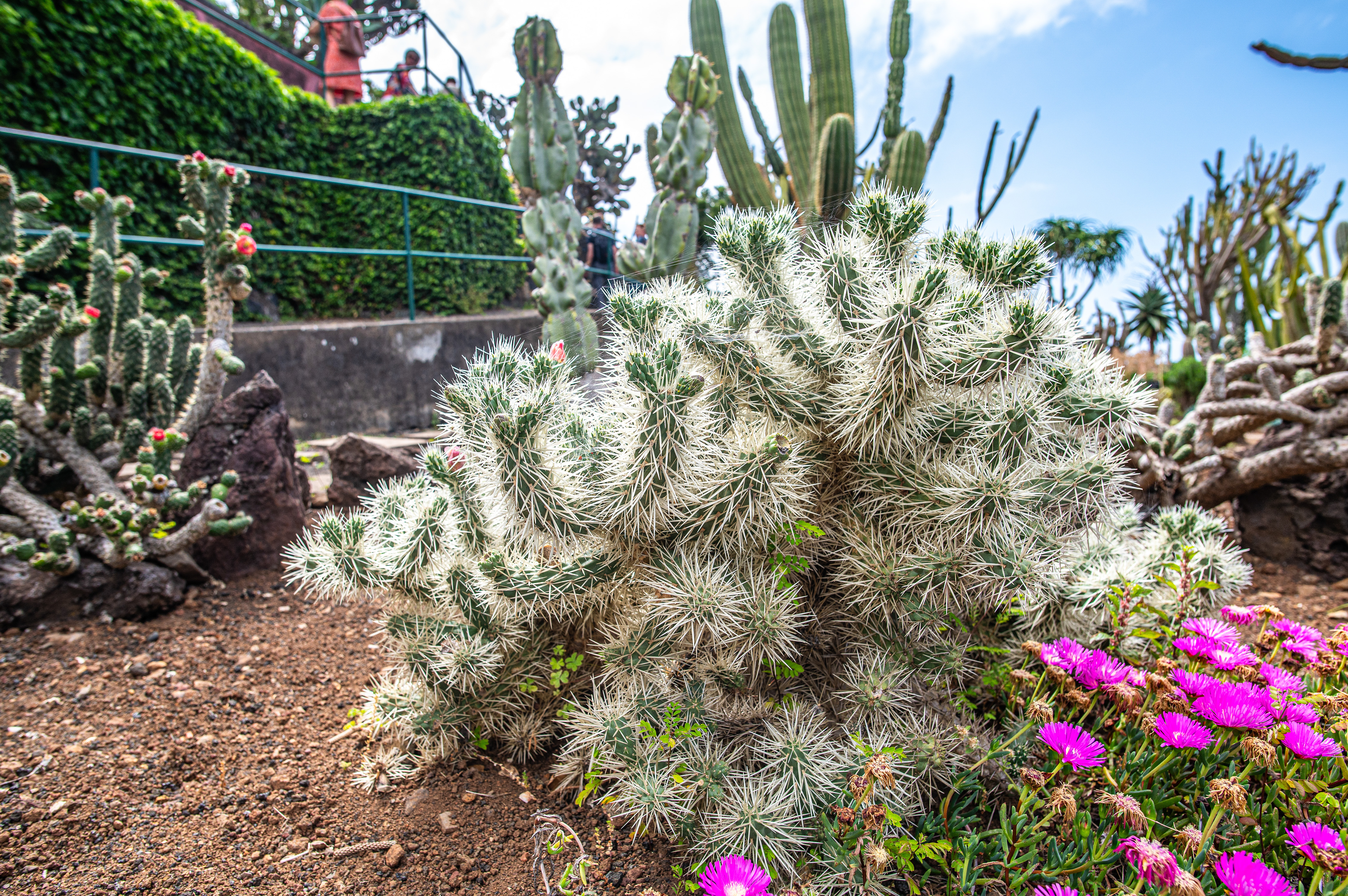 Cylindropuntia echinocarpa