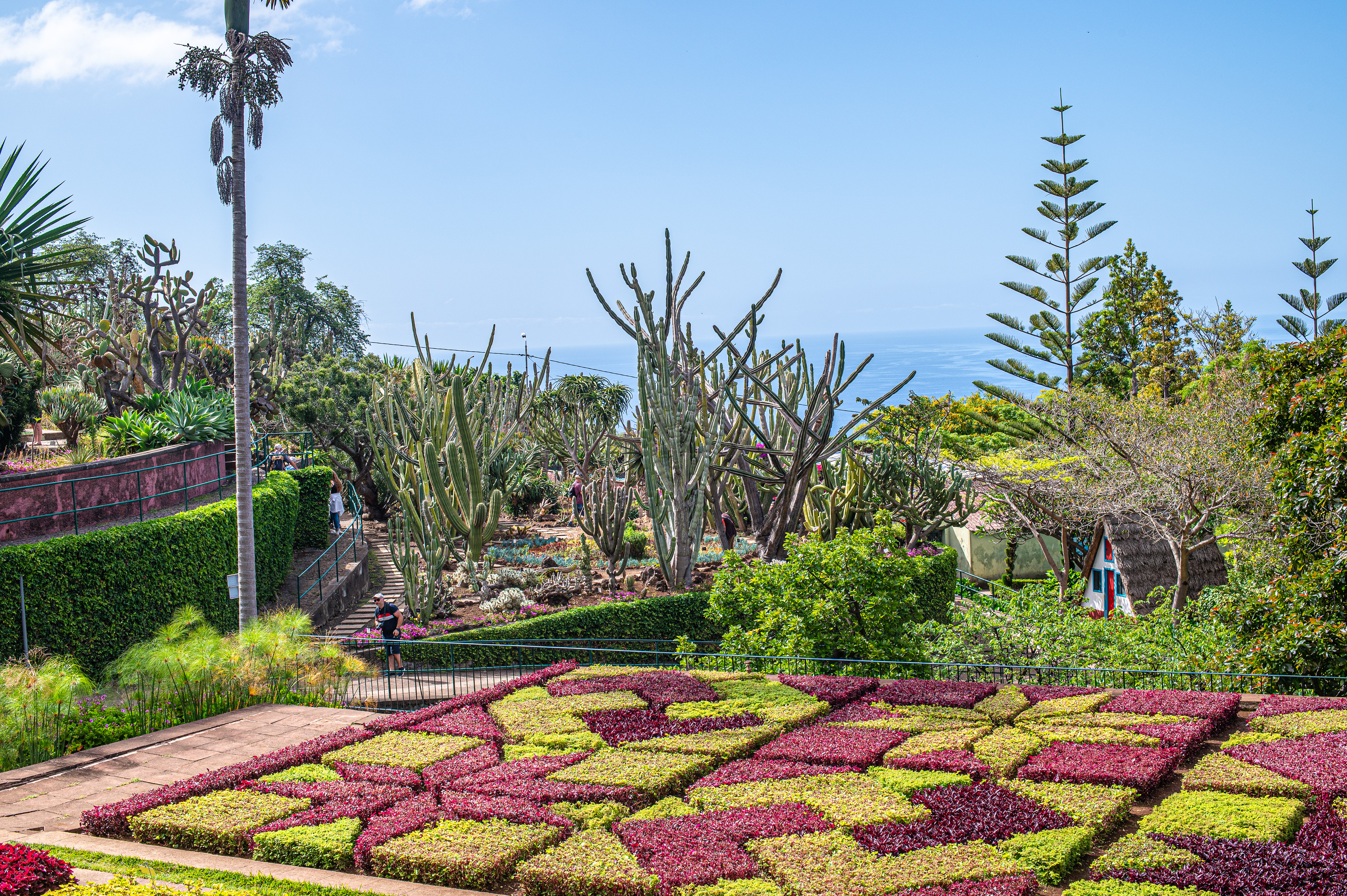 beautifully landscaped garden with a variety of plants, including cacti, palm trees