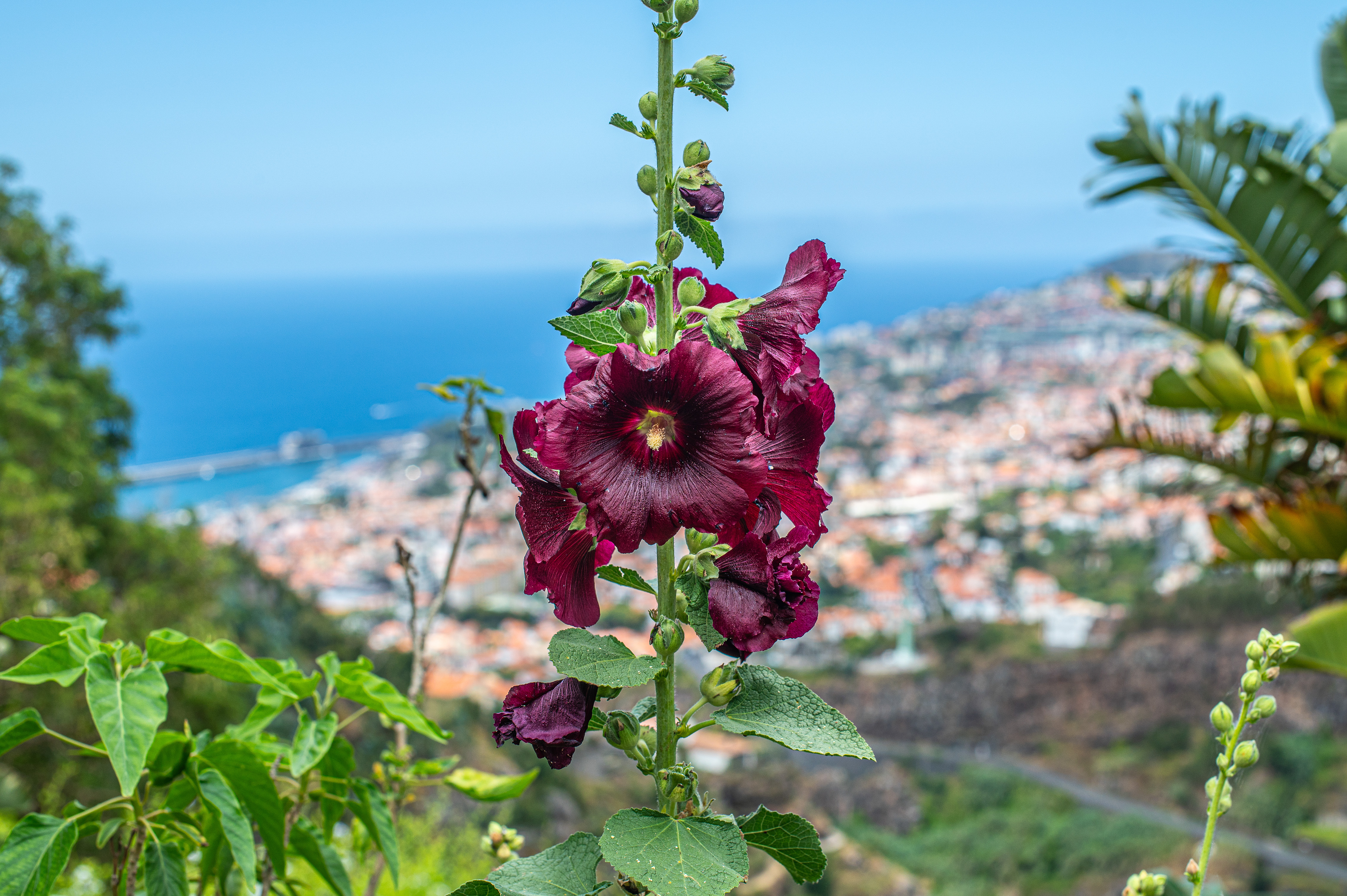 vibrant red hollyhock flower