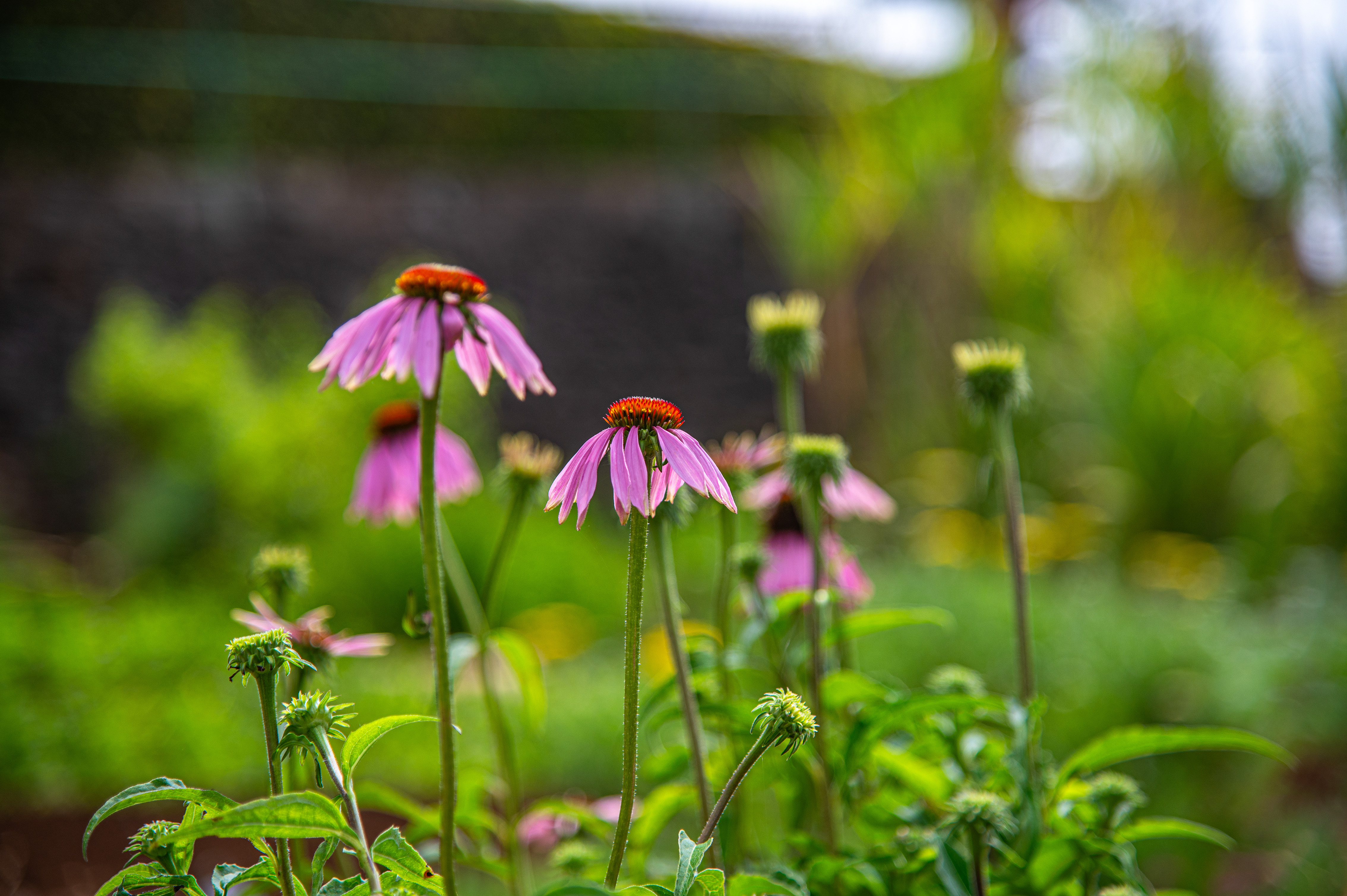 purple coneflowers