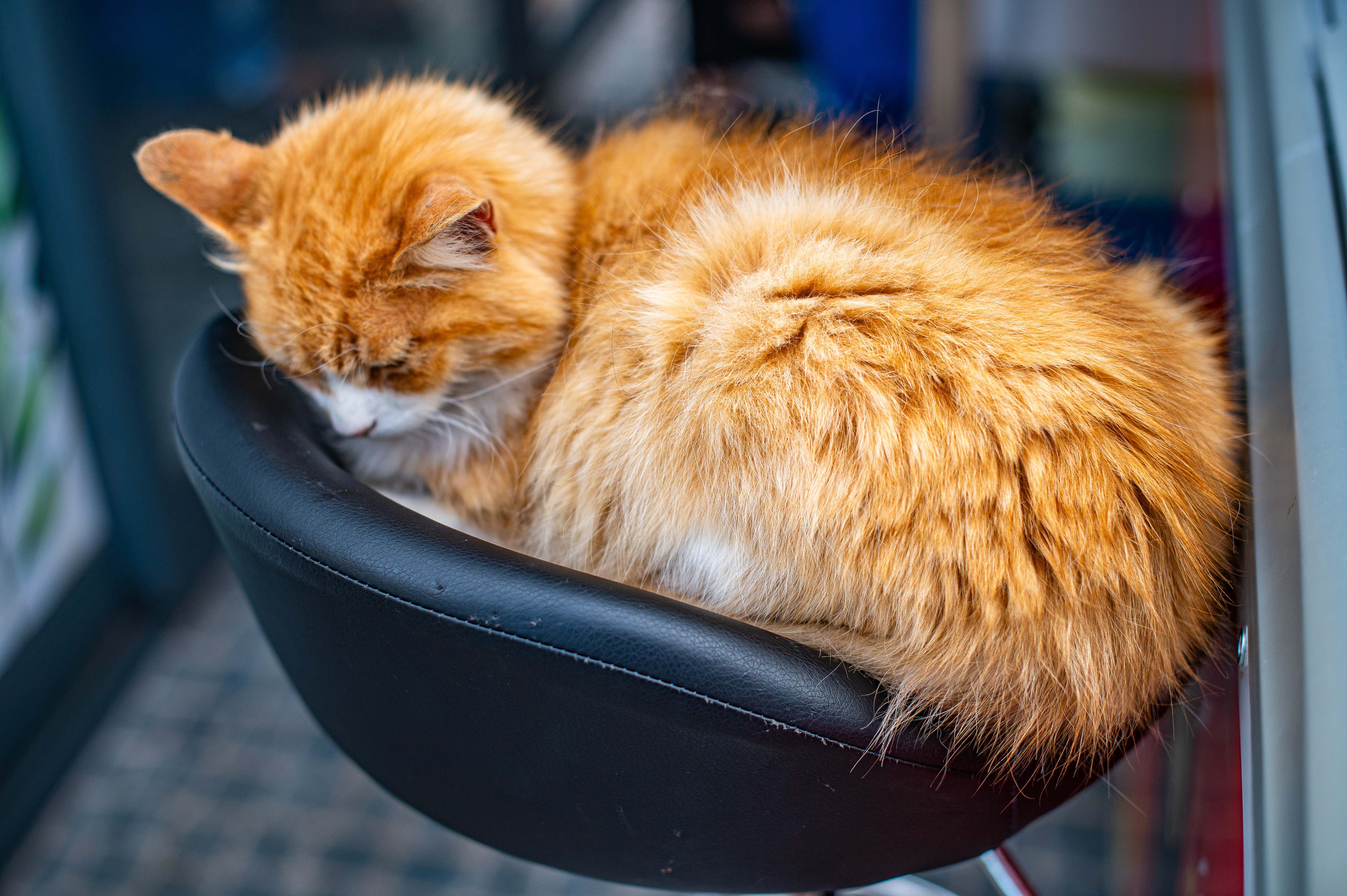 a fluffy orange cat comfortably sleeping in a black, cushioned chair